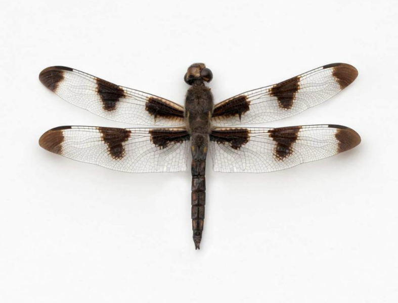 John Woolf, Brown Spotted Wing Dragonfly, 2008