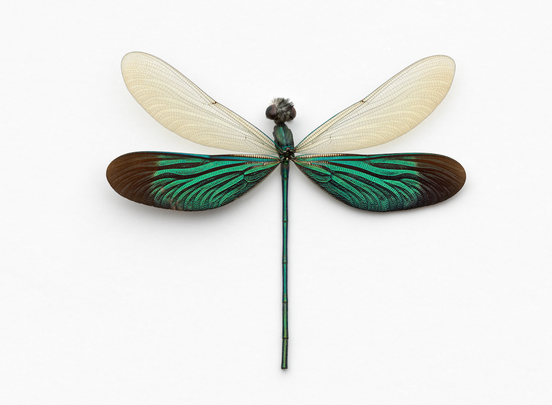 John Woolf, Broad Wing Damselfly, 2008