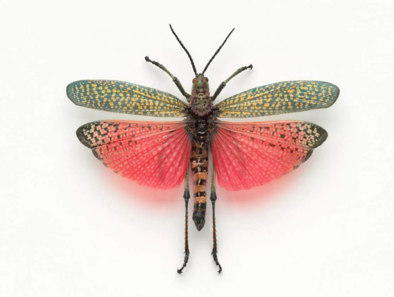 John Woolf, Phymateus saxosus, 2008