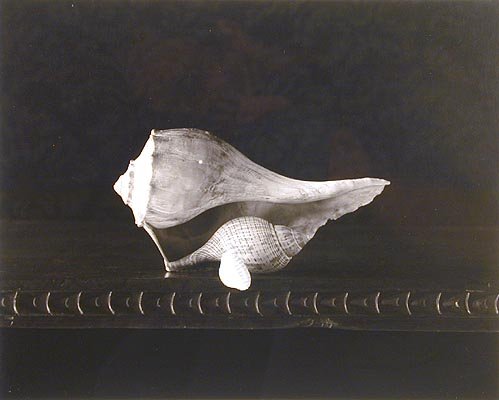 D W Mellor, Gift of Shells, Bryn Mawr, Pennsylvania, 2003, 8 x 10 inches