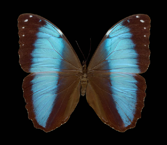 John Woolf, Morpho patroclus, 2007