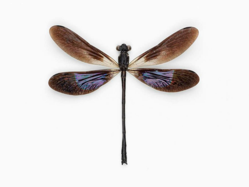 John Woolf, Brown Broadwing Damselfly, 2009