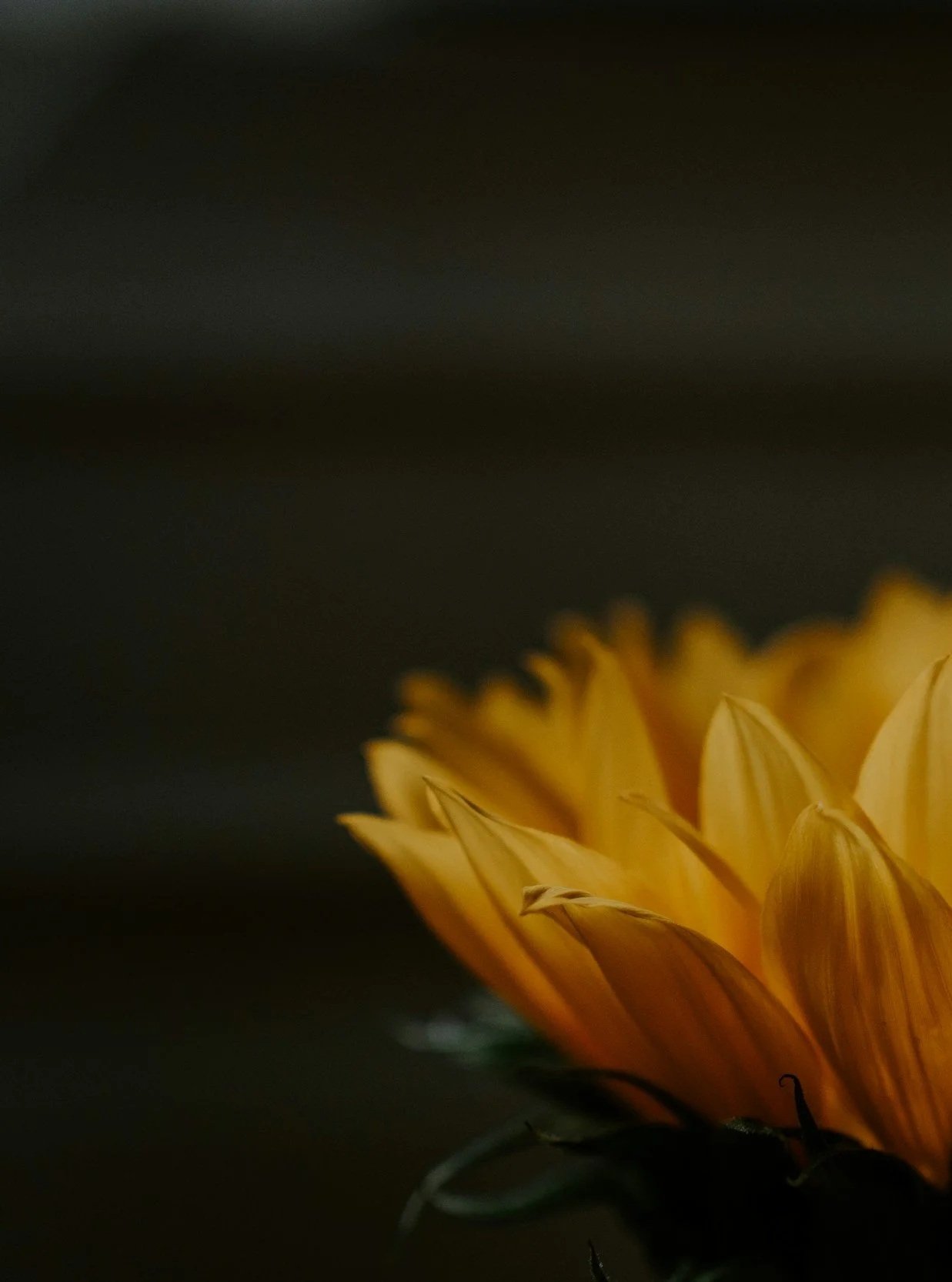 Close-up of a partially opened yellow flower with a dark background.