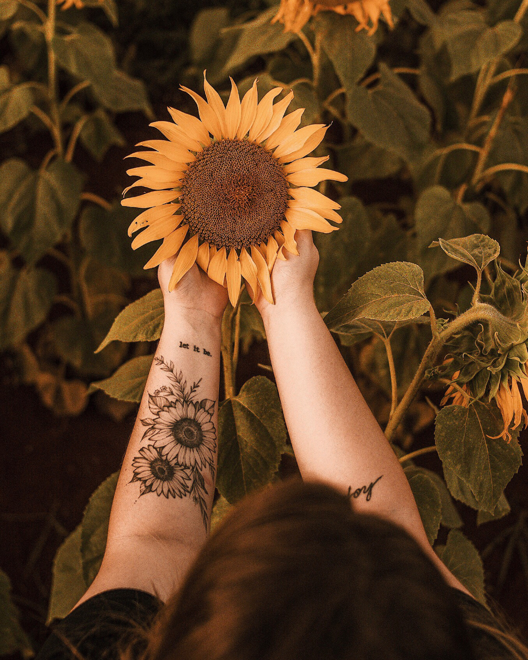 Person holding a sunflower with tattoos on their arms, surrounded by green sunflower leaves.
