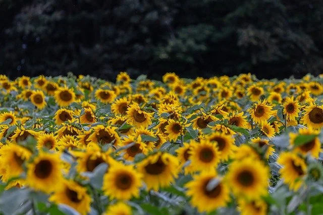 Blick über ein Sonnenblumenfeld in Lünen