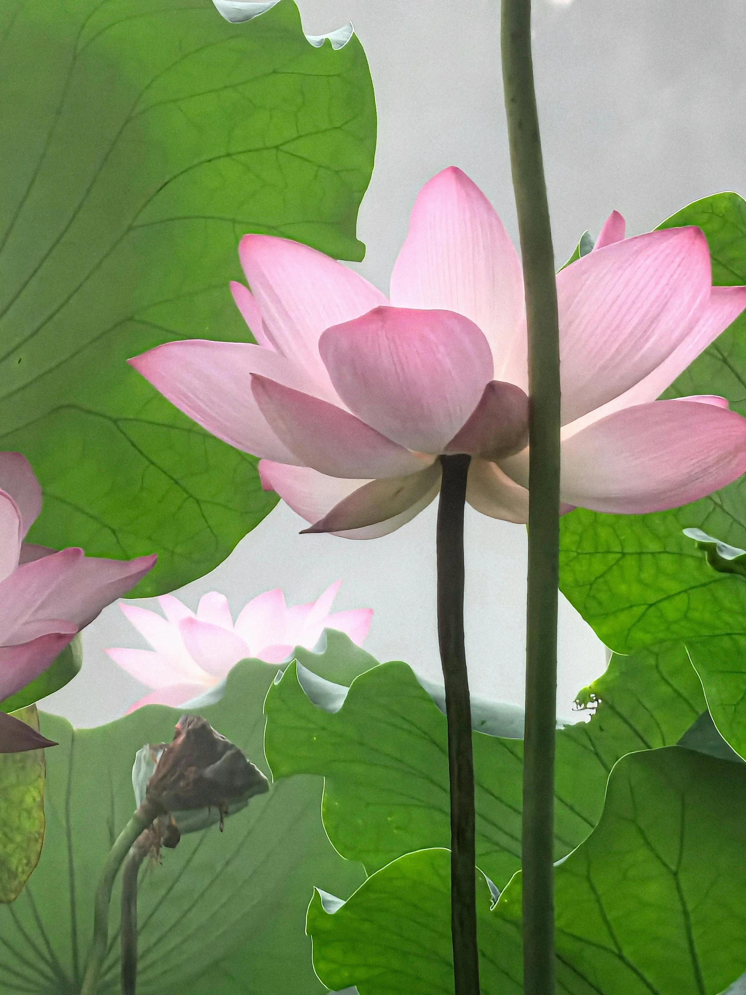 Pink Lotus flower representing the NRQi Studio brand
