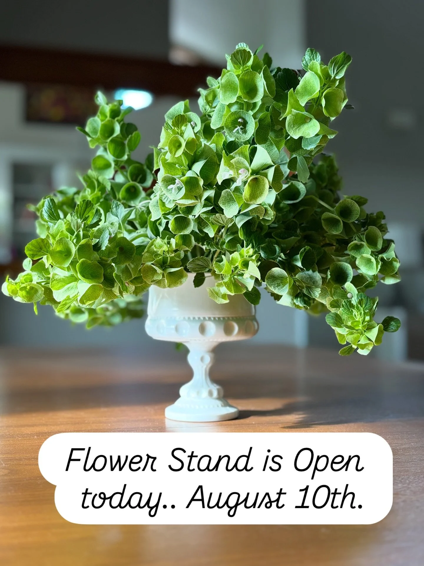 Head south on Mount Audubon Drive until pavement meets dirt and pick up a bouquet today!

#gracefulgrange
#gracefulgrangeflowerstand 
#wherepavementmeetsdirt