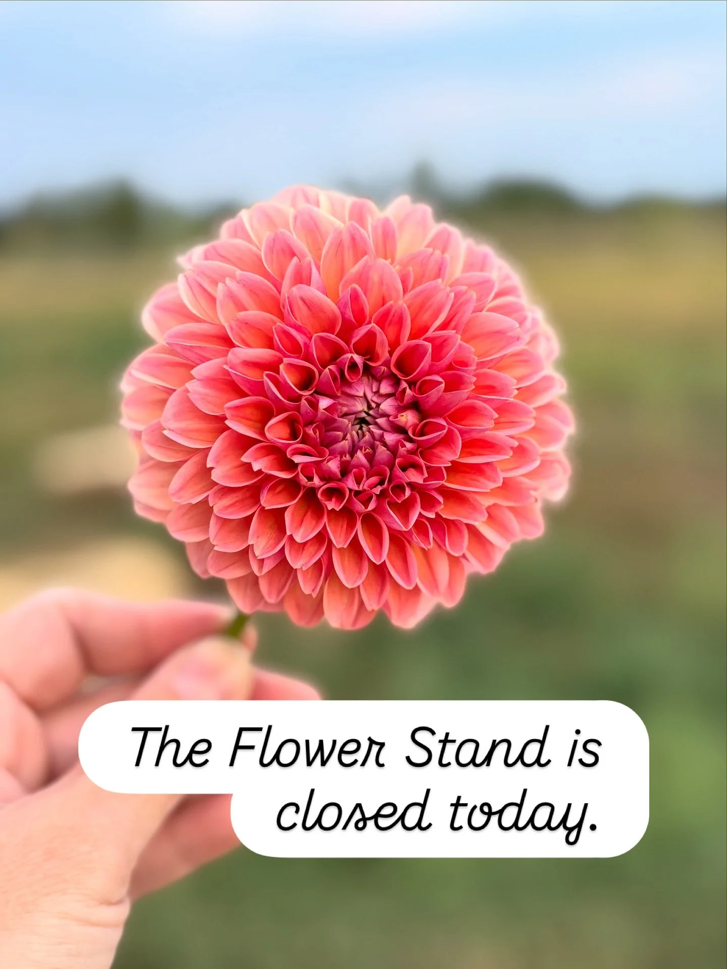 The Flower Stand is closed today but we will be open on Sunday!

#gracefulgrange
#gracefulgrangeflowerstand