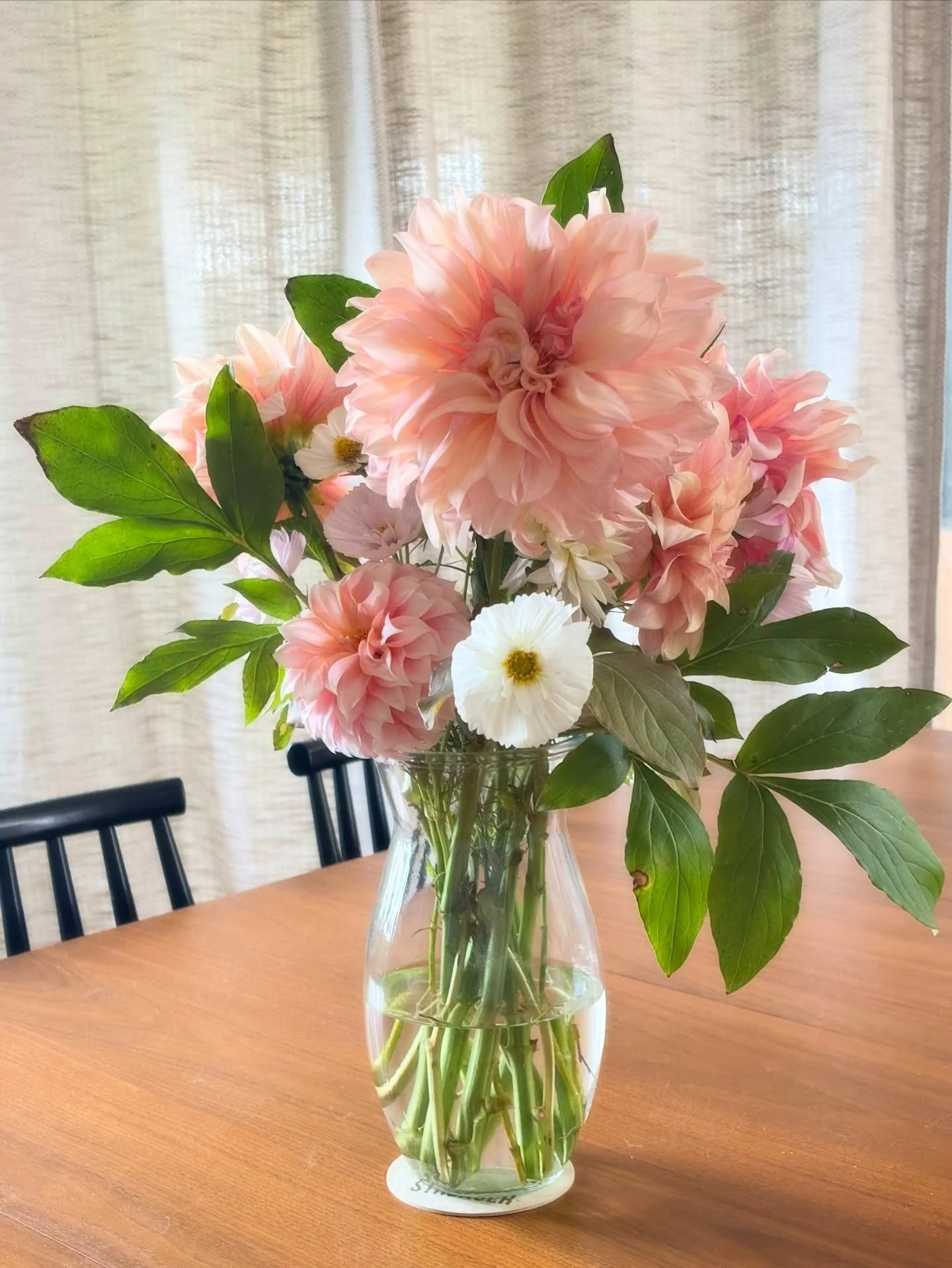 Caf&eacute; au Lait dahlias are putting on a show&mdash;blooming like crazy with perfect, soft pink and cream petals. Every time I pass by, I&rsquo;m reminded how simple beauty can brighten the day. #gracefulgrange #cafeaulaitdahlia