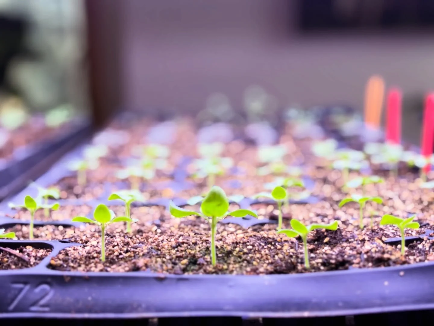 Just a weekend, wannabe farmer girl and her seedlings doing our thing in early spring @graceful_grange