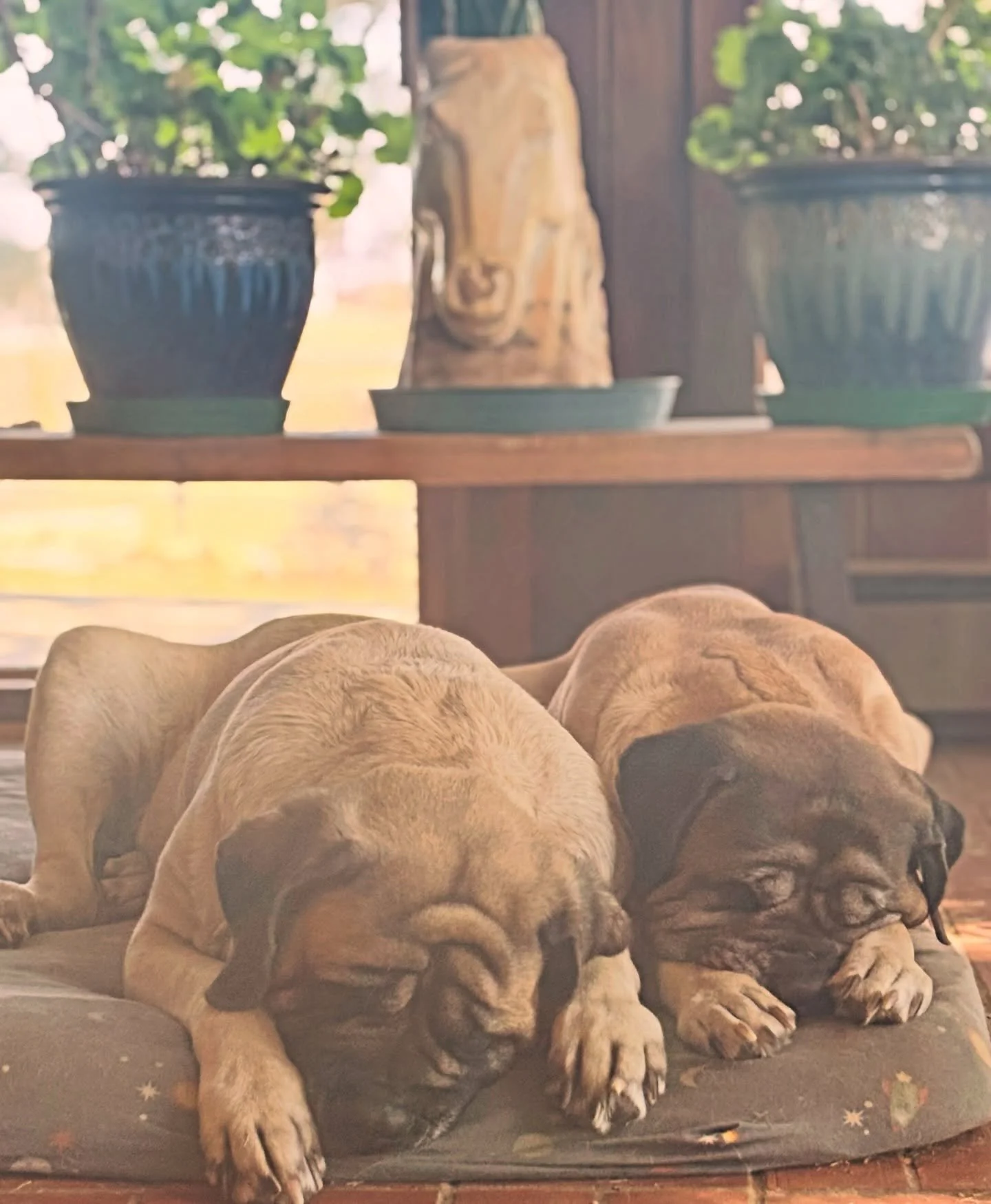 Sunday morning naps and lot&rsquo;s of wrinkles.💕