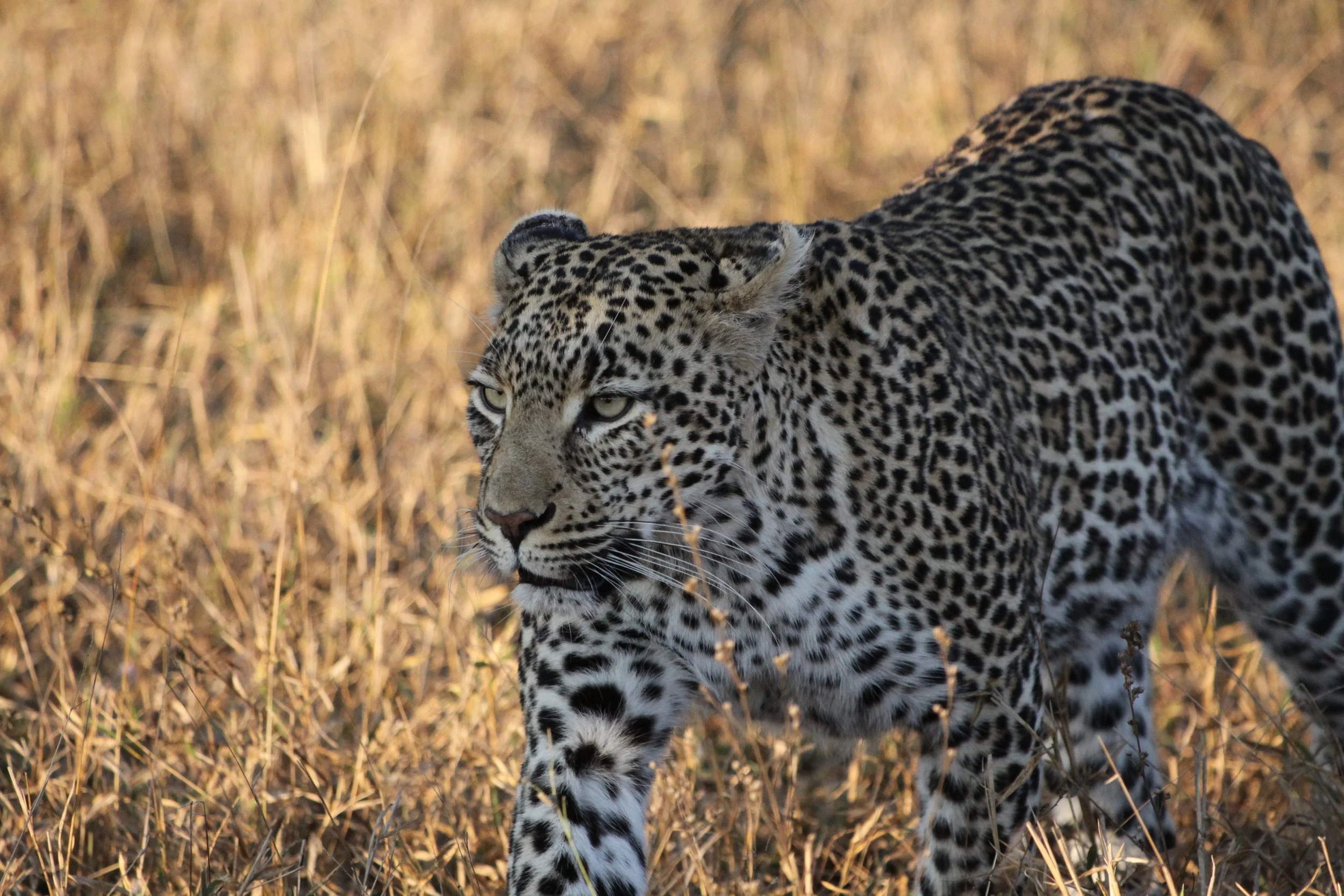 A jaguar walking through dry grass in a natural habitat.