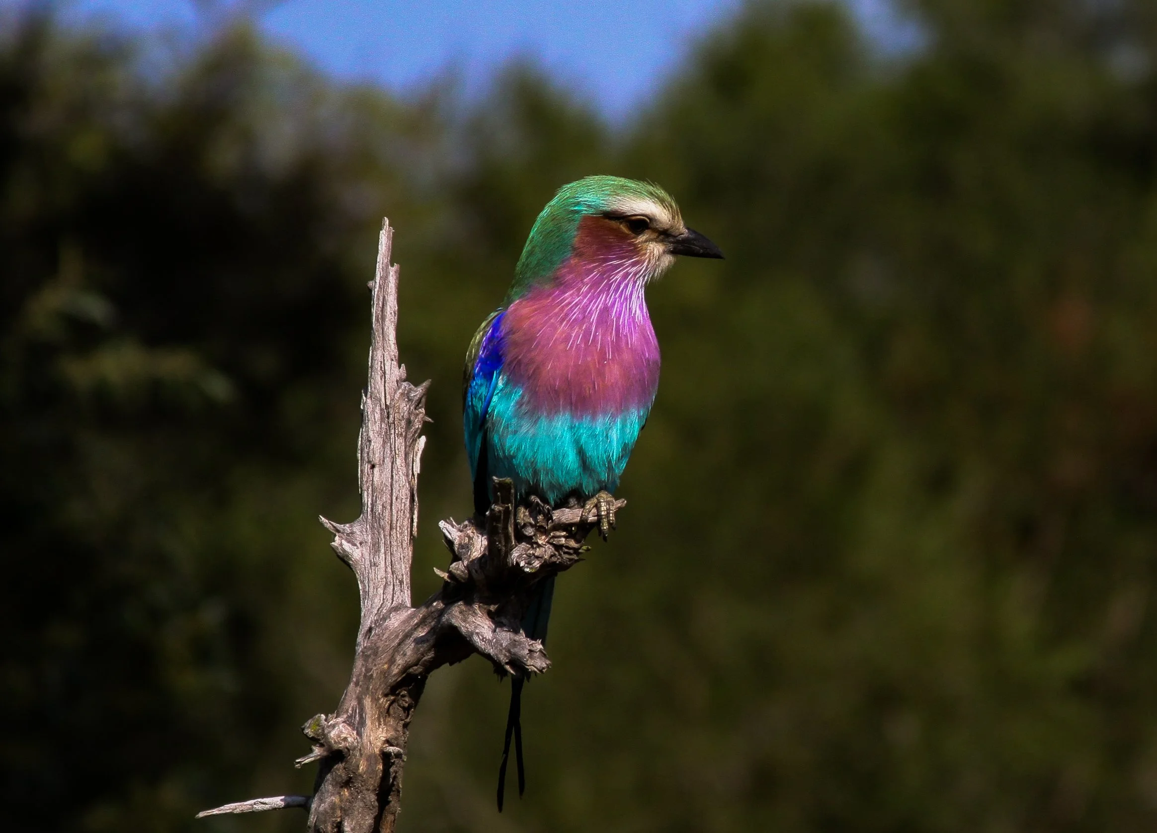 Colorful bird with vibrant purple, blue, and green plumage perched on a weathered tree branch against a blurred natural background.