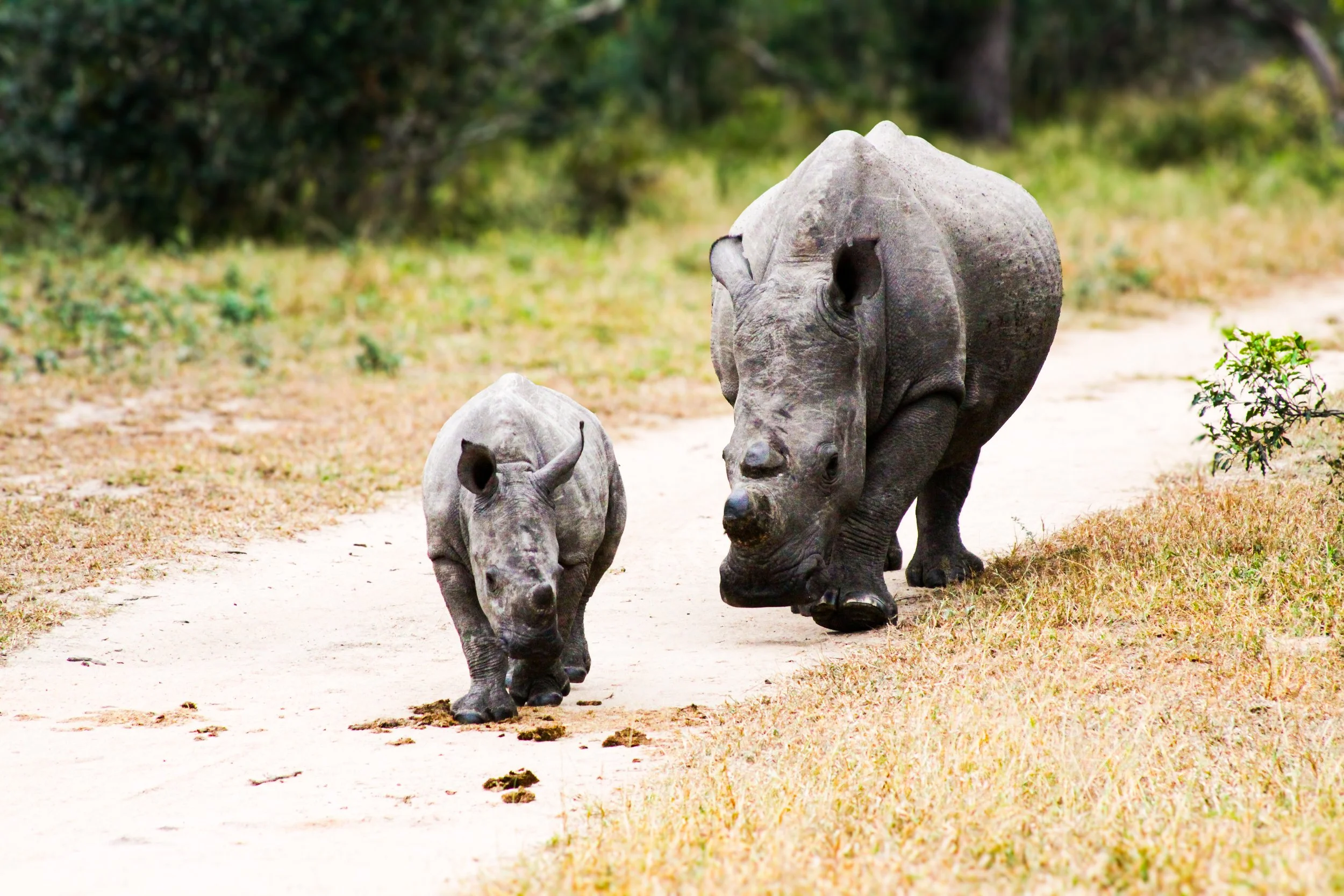 A baby rhinoceros and an adult rhinoceros walking on a dirt path through a grassy area with trees in the background.
