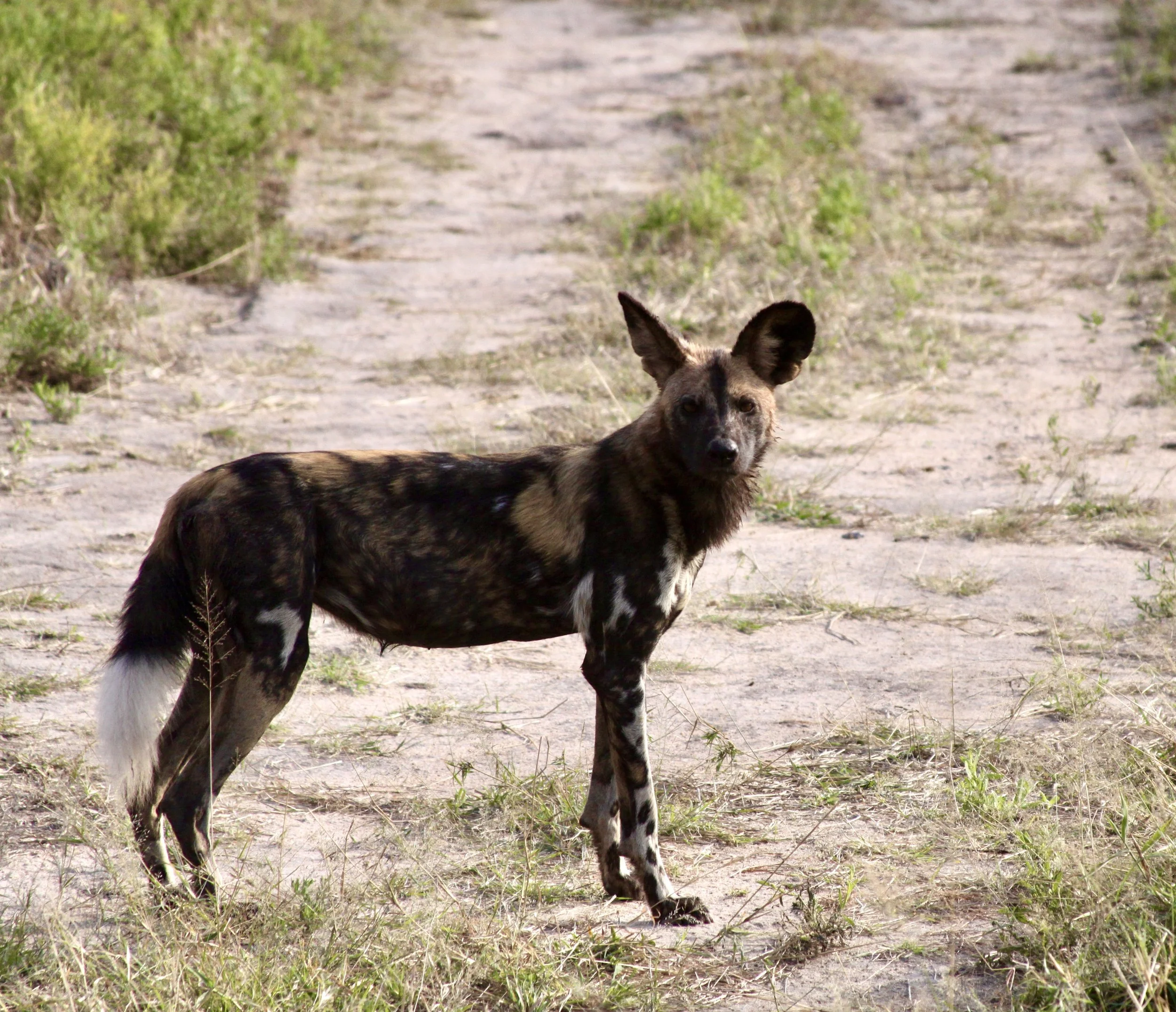 A mixed-breed dog with large ears standing on a dirt path with sparse grass and shrubs, looking directly at the camera.