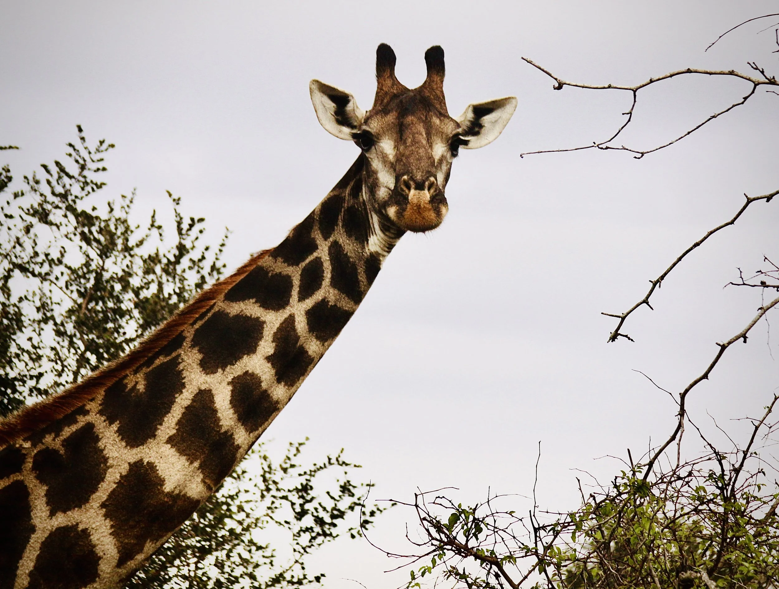 Close-up of a giraffe's head and long neck surrounded by leafy branches and a cloudy sky.