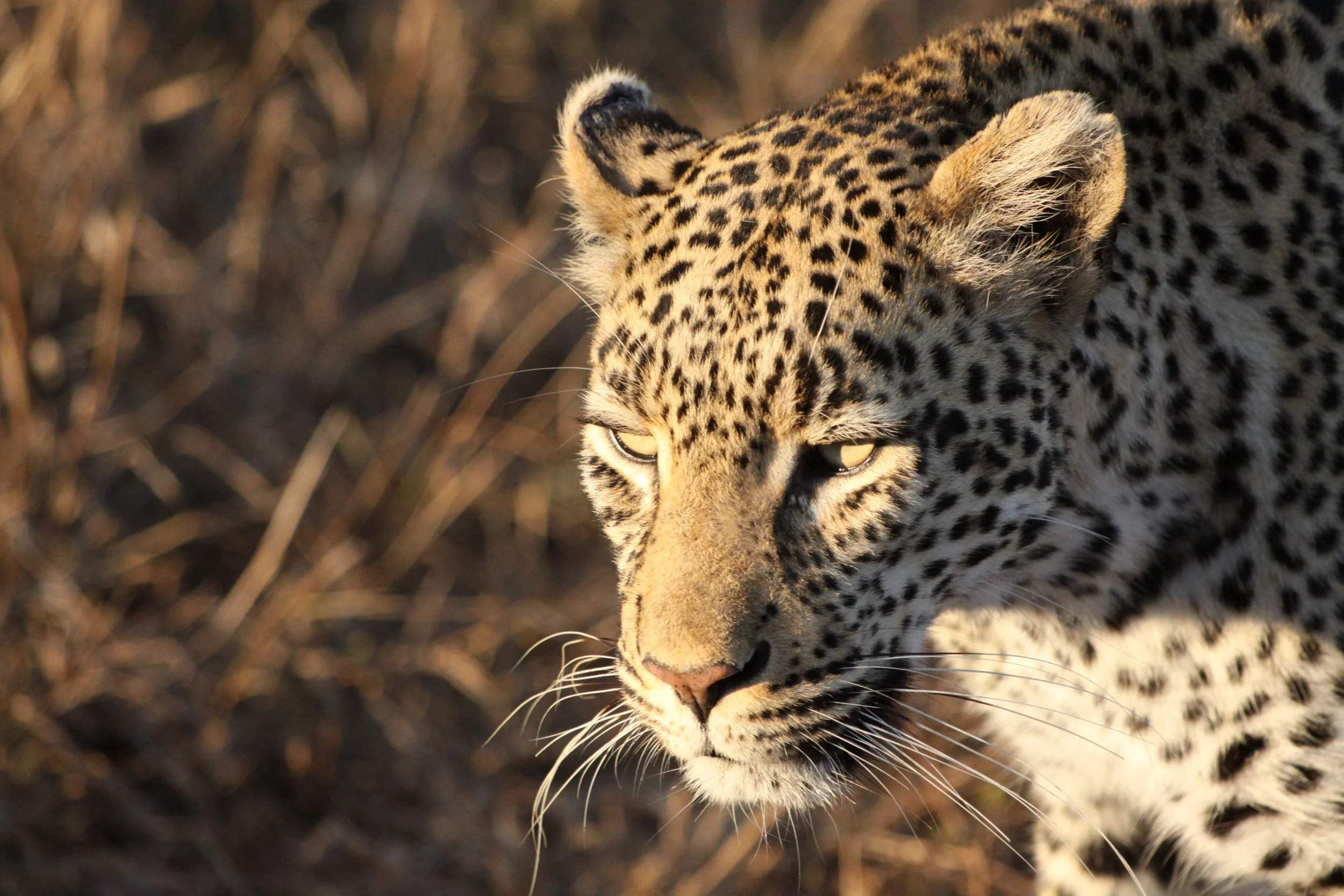 Close-up of a leopard with spotted fur, yellow eyes, and keen expression in natural habitat.