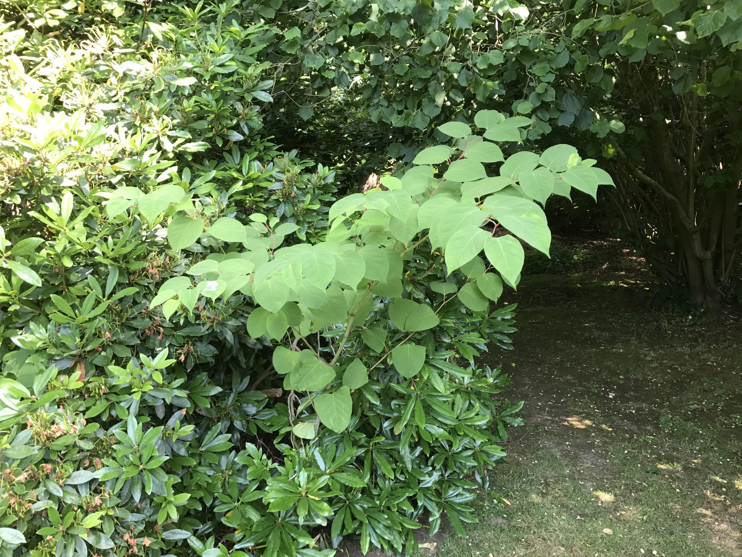 Japanese Knotweed   Survey with next-day paperwork