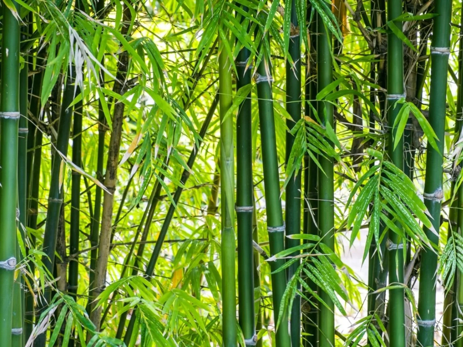 bamboo removal