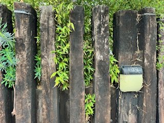 bamboo removal