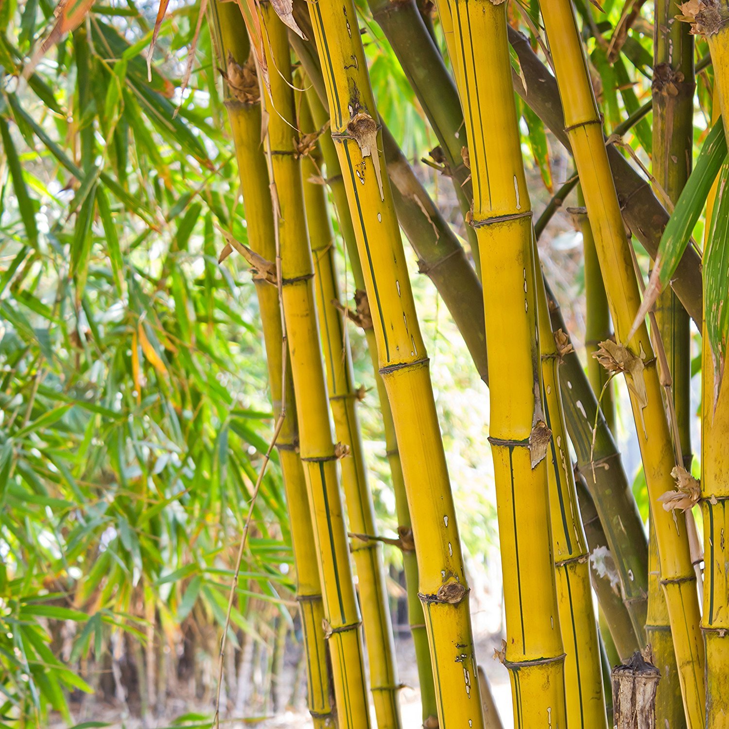 bamboo removal