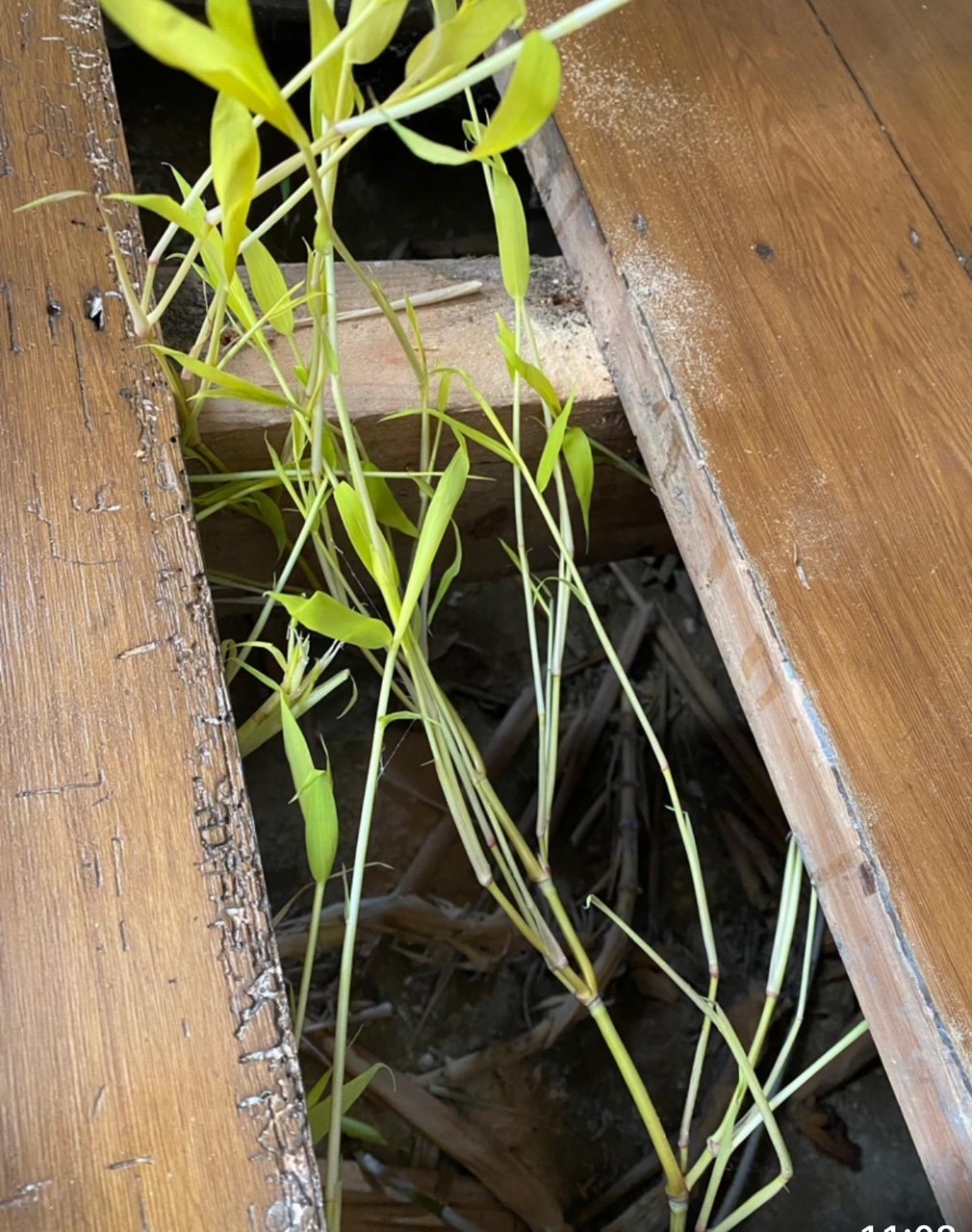 bamboo removal
