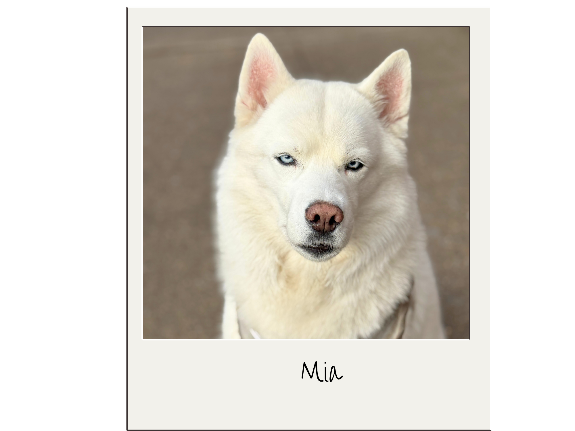 Photograph of a white Siberian Husky dog with blue eyes, looking at the camera, with the name Mia written below.