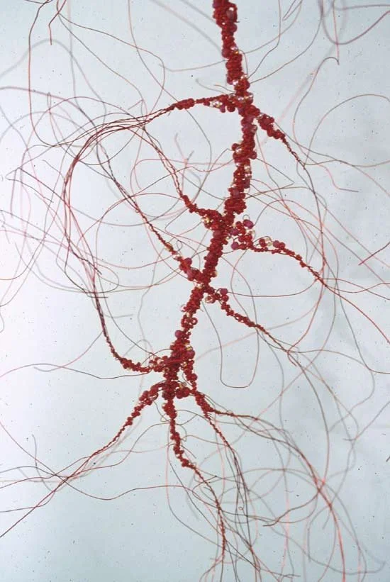 Red Root , detail 1999 72 x 30 x 10 inches glass, steel, and beads