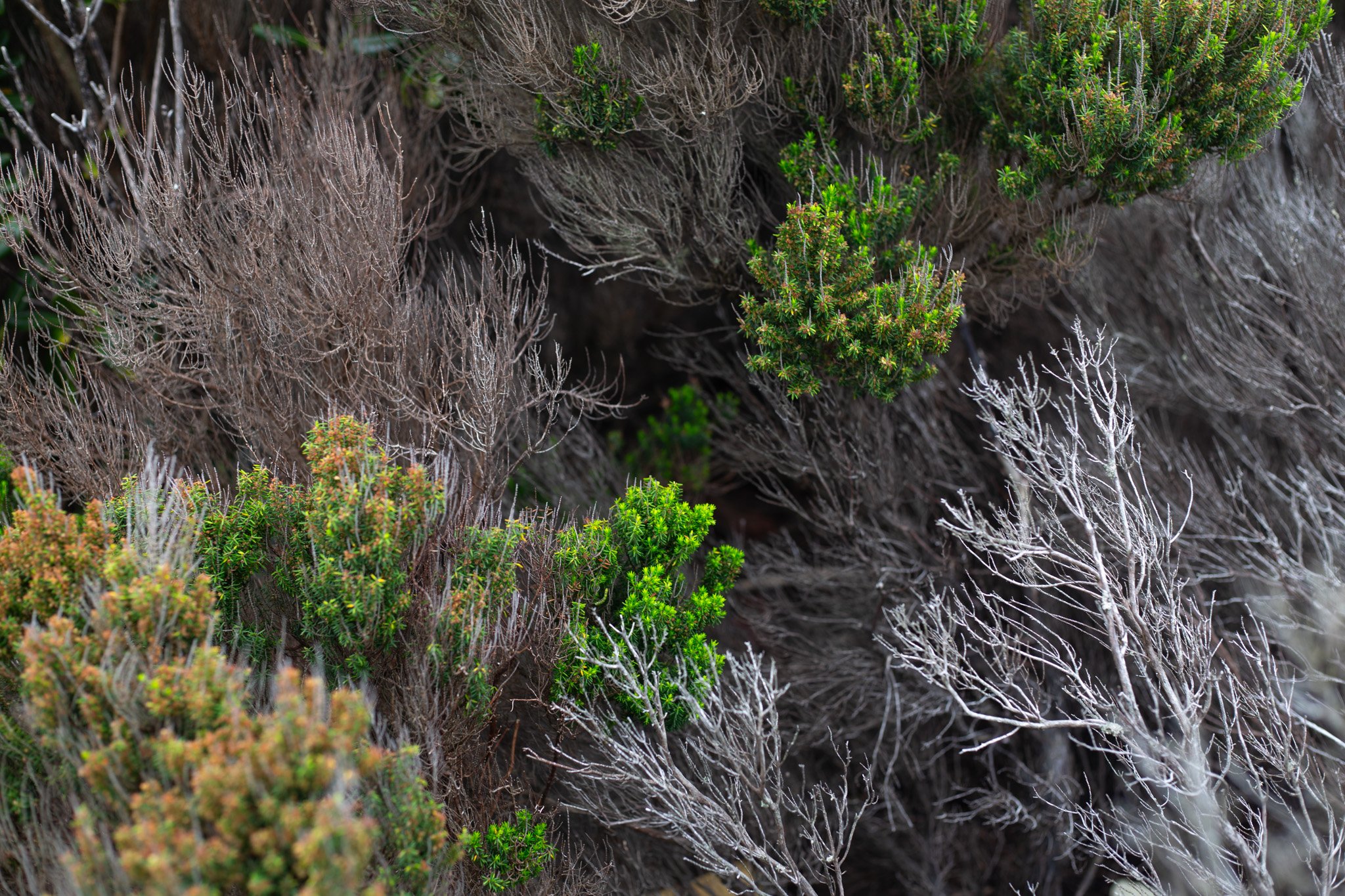 Azores - Faial 2025