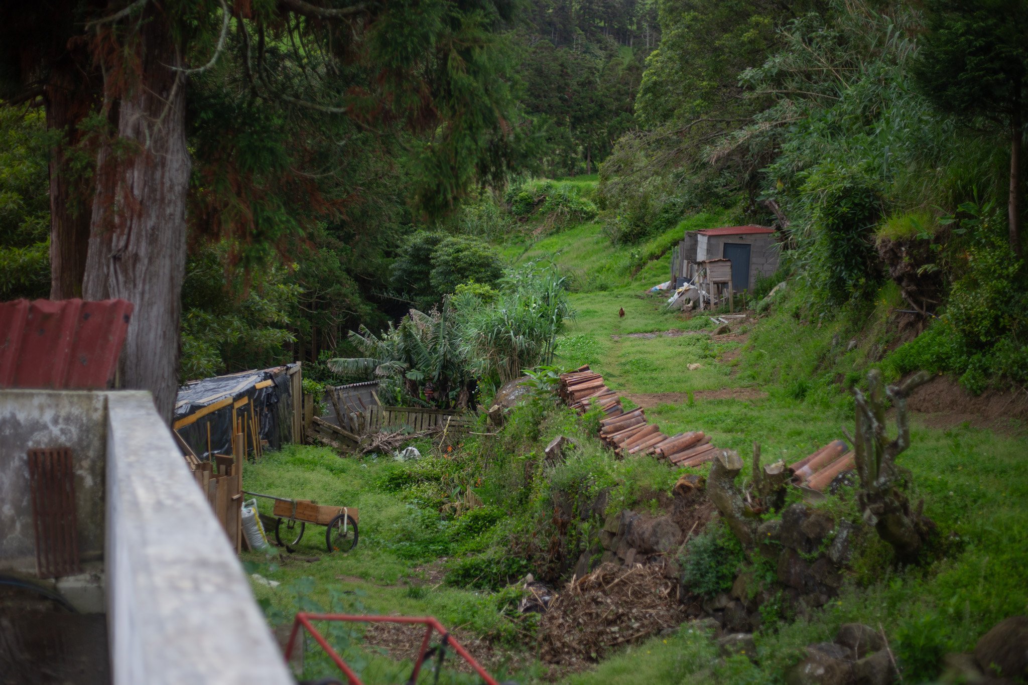 Azores - São Miguel 2025