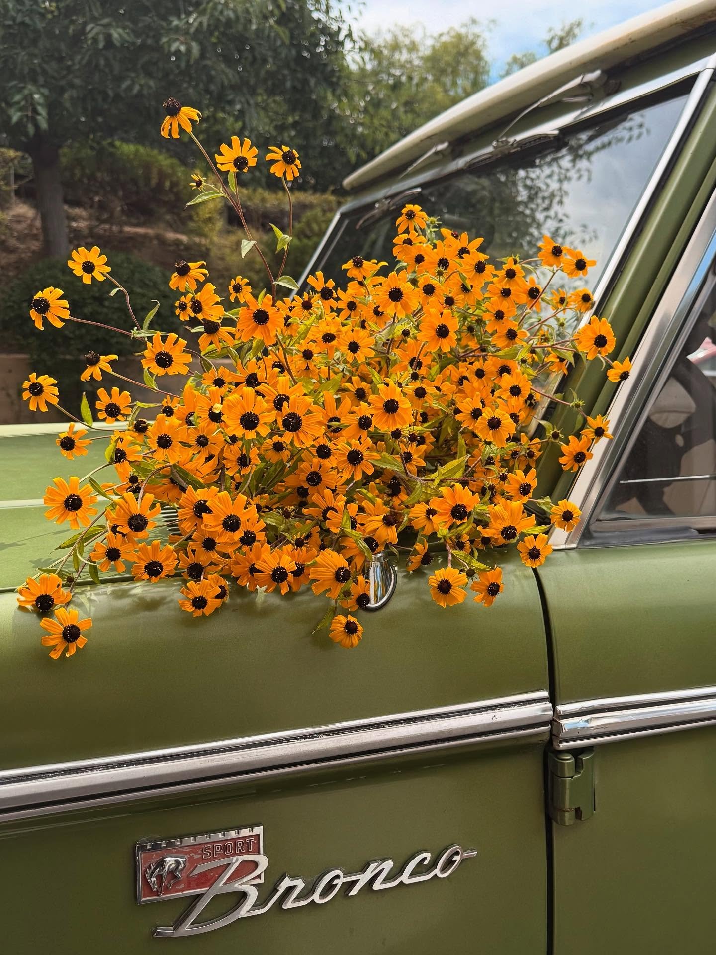 stoked on the new SD flower hub and love this view of @beeworthyfarms local rudbeckia 🫶🏼🫶🏼

#sandiegoflowers #sandiegoflorist #floraldesign #localflowers
