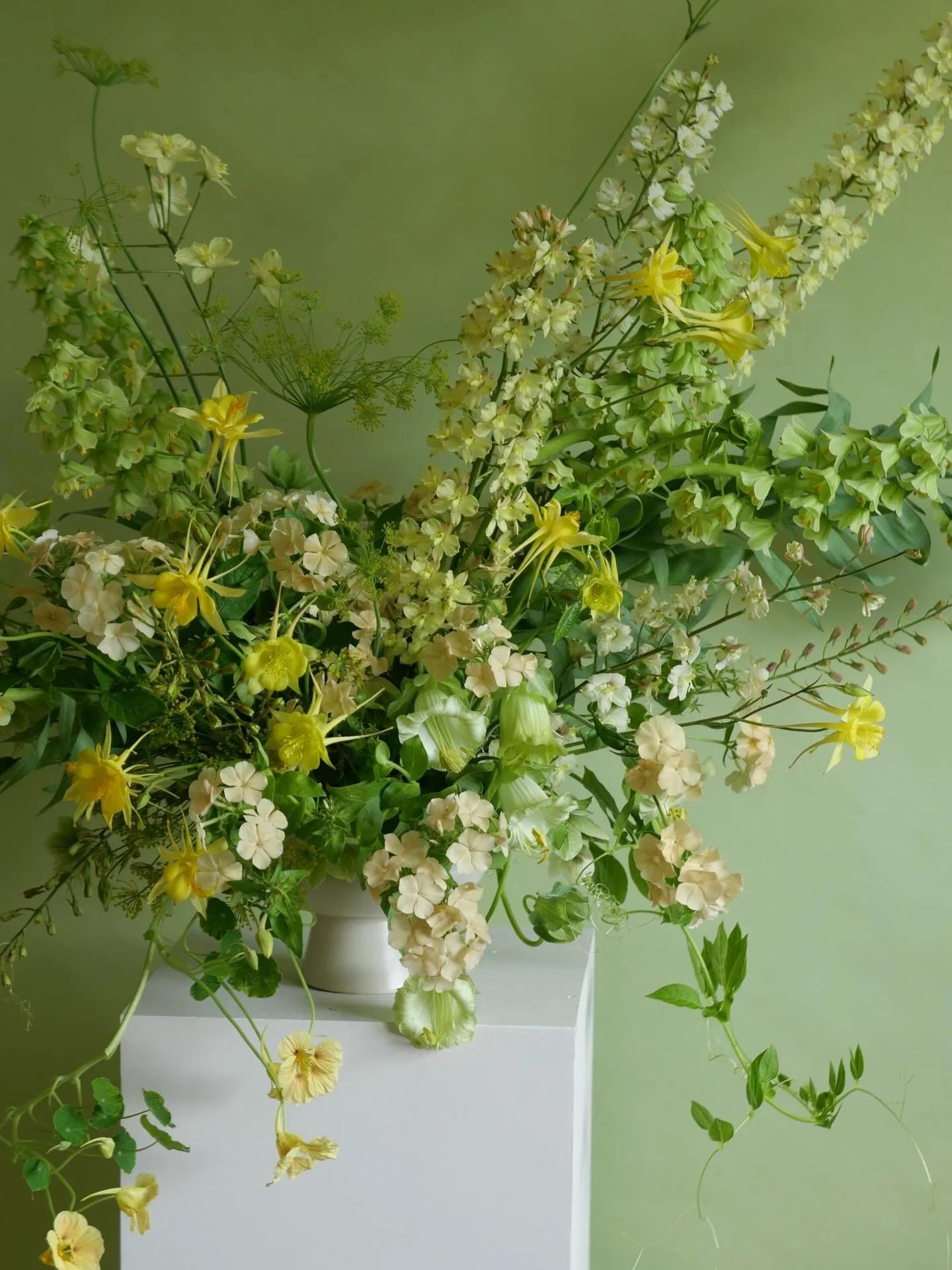 San Diego spring magic with @pompelmoooo, puppies included 🐾