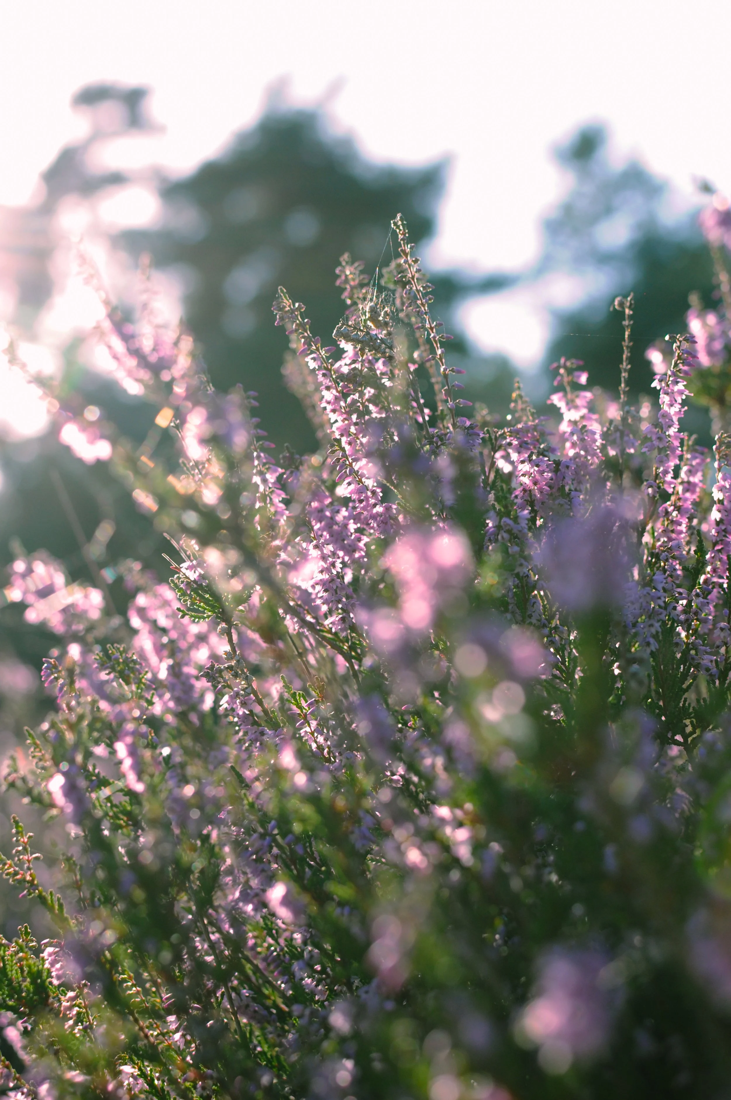 Close-up of purple flowers on green bushes with blurred background and sunlight shining through.