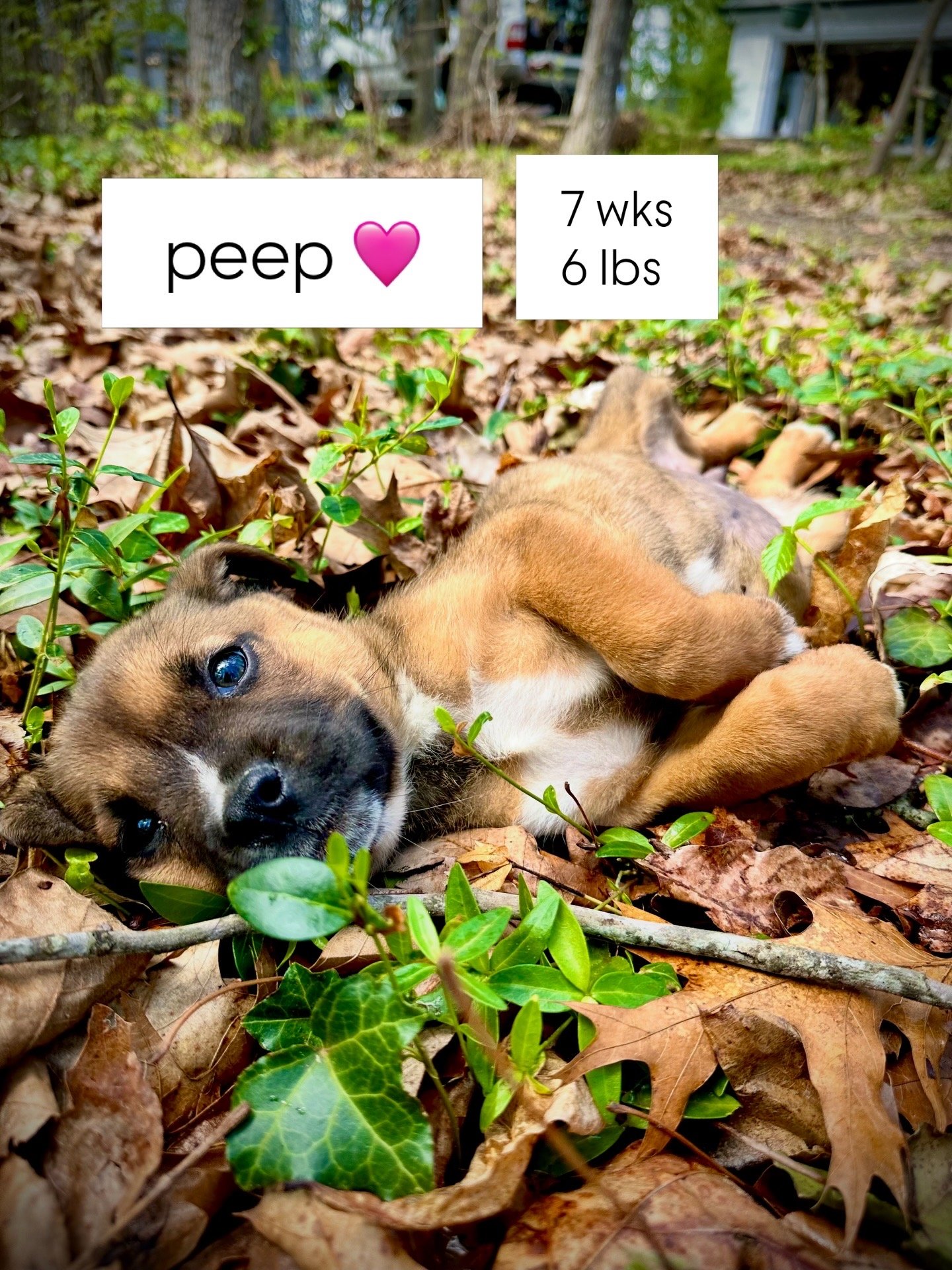 peep.JPG