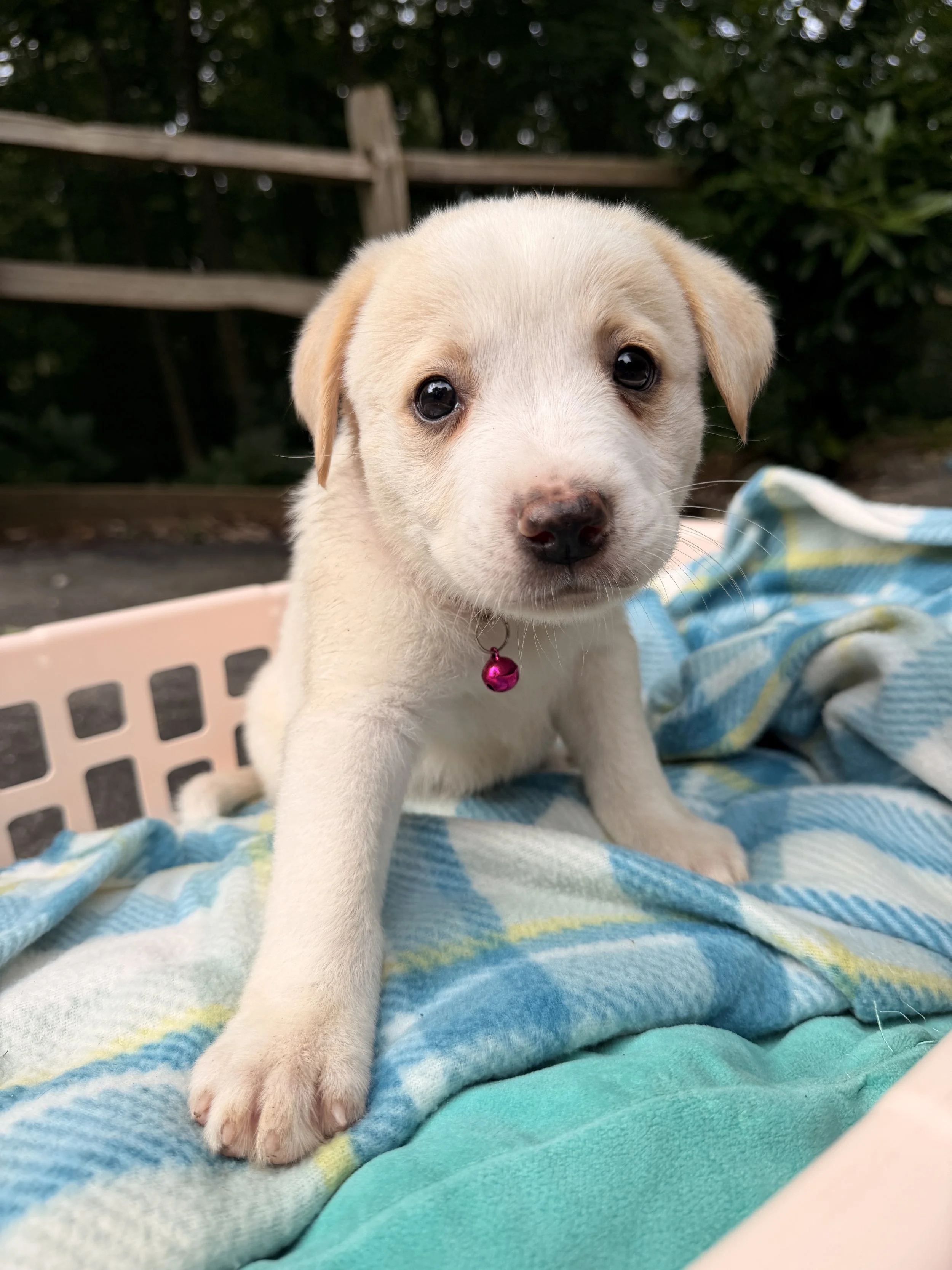 fable.JPG