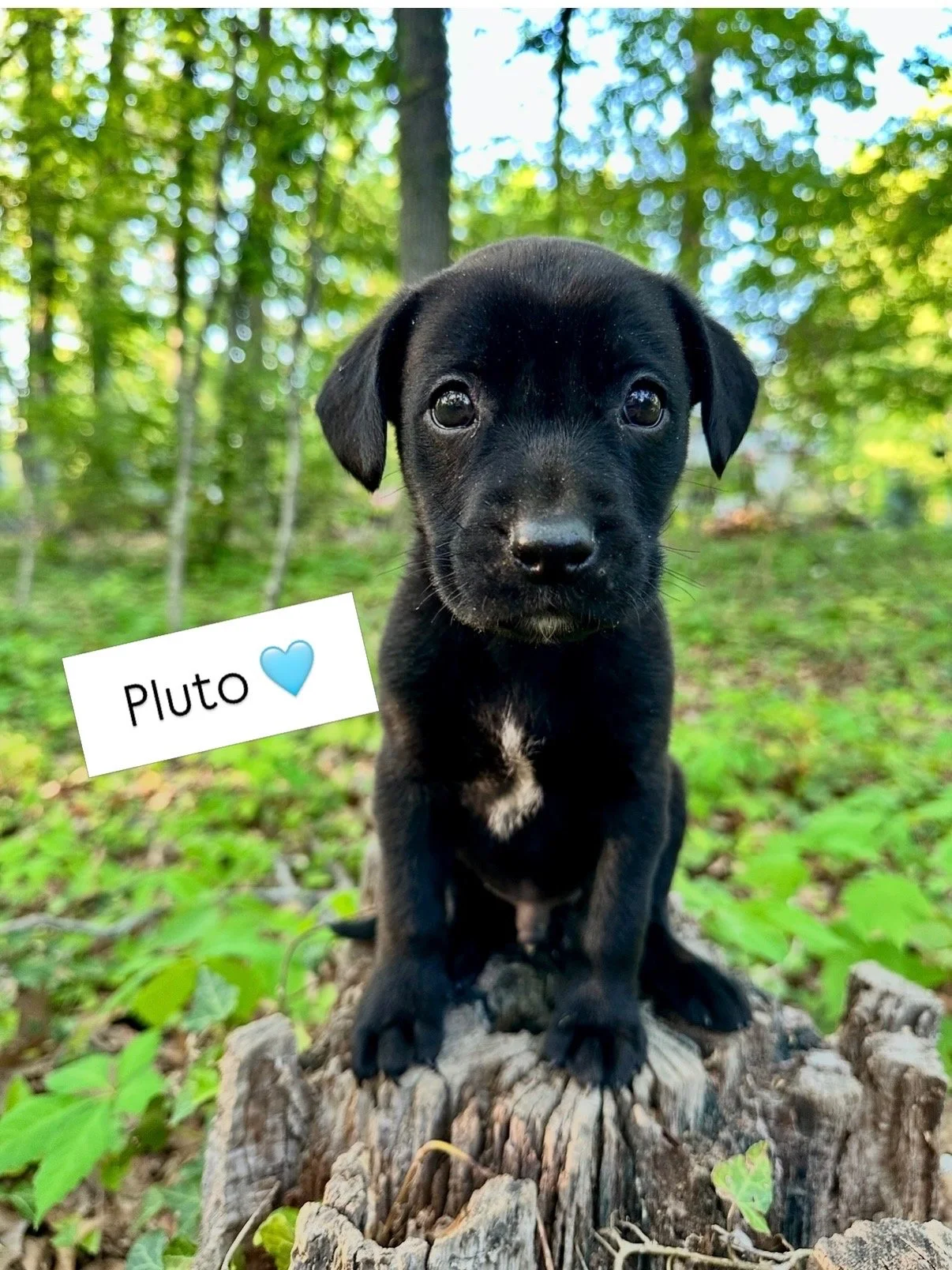 pluto.JPG
