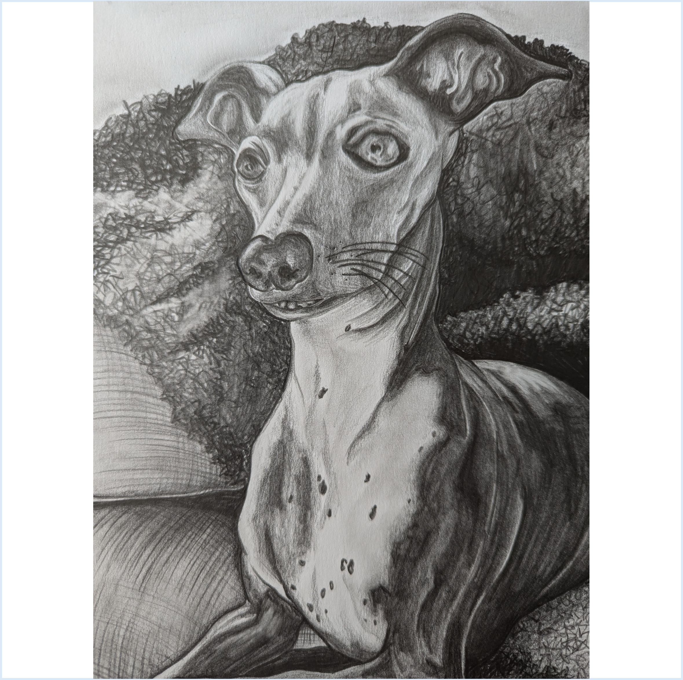 Italian Greyhound Thumbnail.png