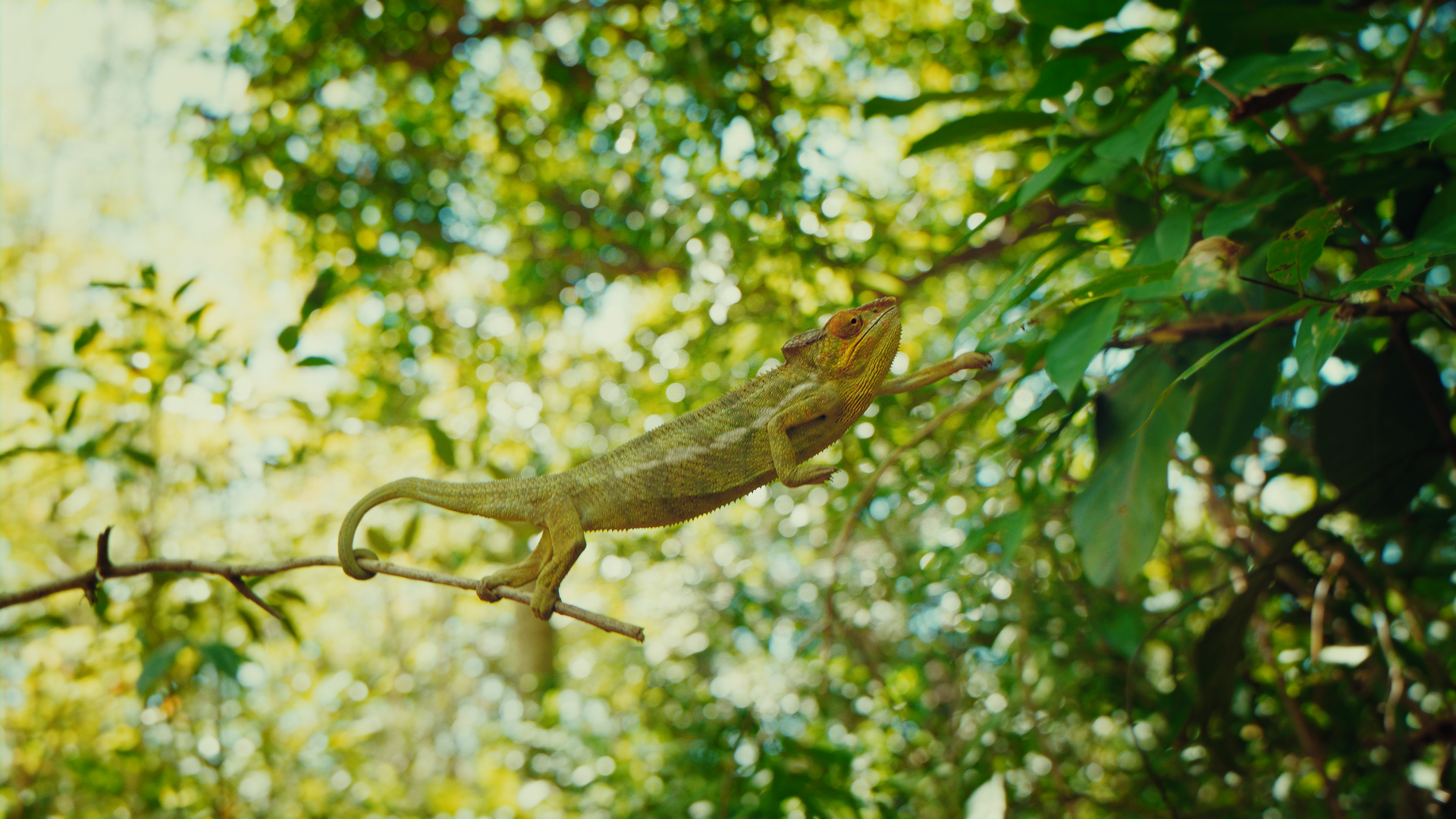 Uno lucertola verde che si arrampica su un ramo tra le foglie di un albero.