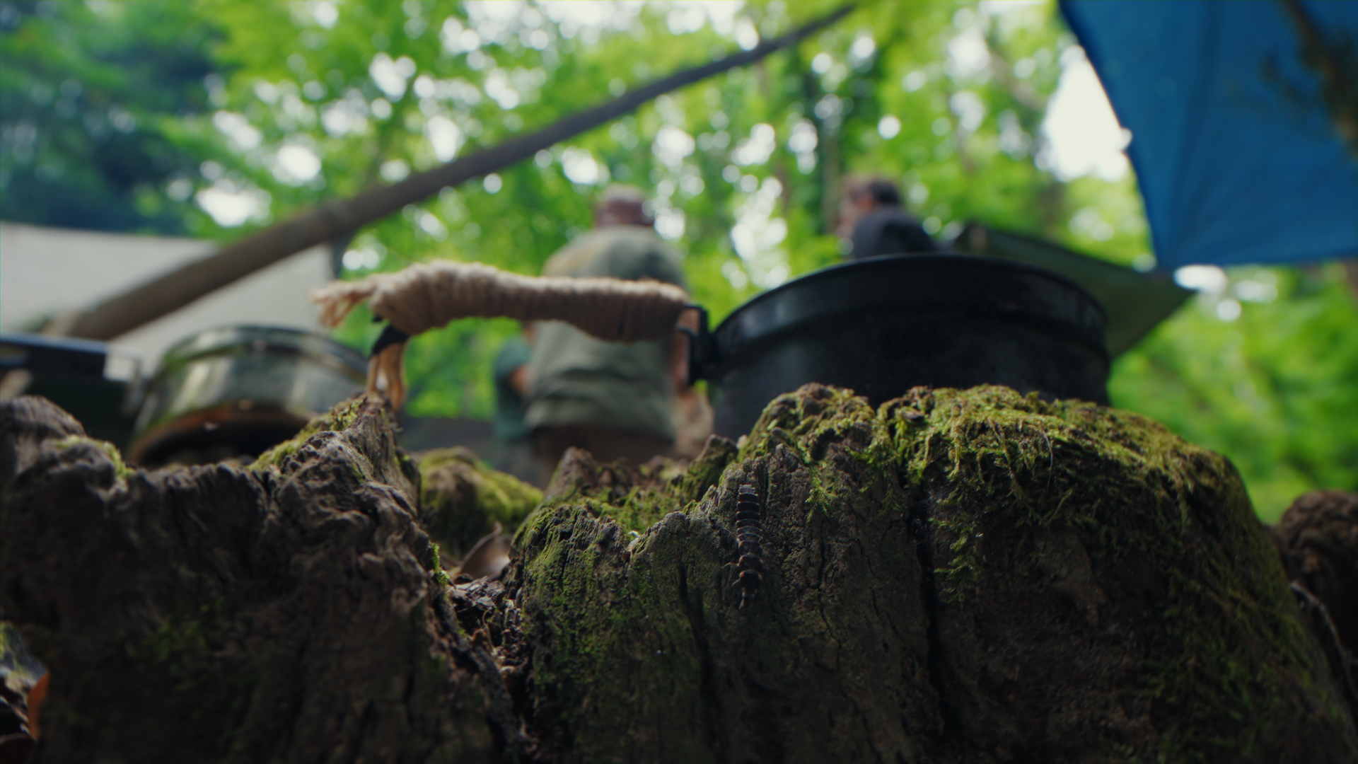 Vista di un tronco di albero con muschio e insetti sul legno, con persone che cucinano in una foresta verde sullo sfondo.