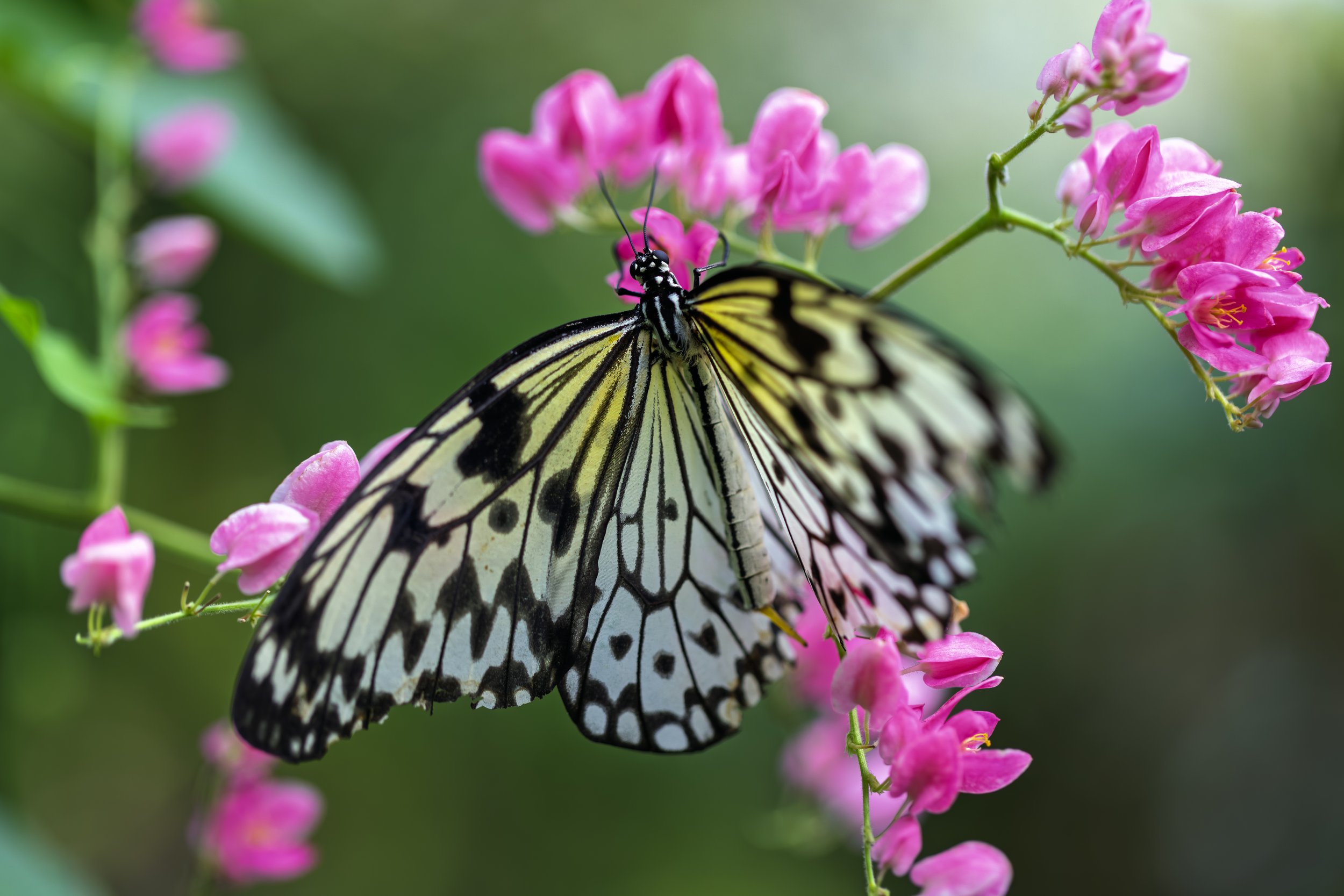 KK5A2268 copy+++.jpg