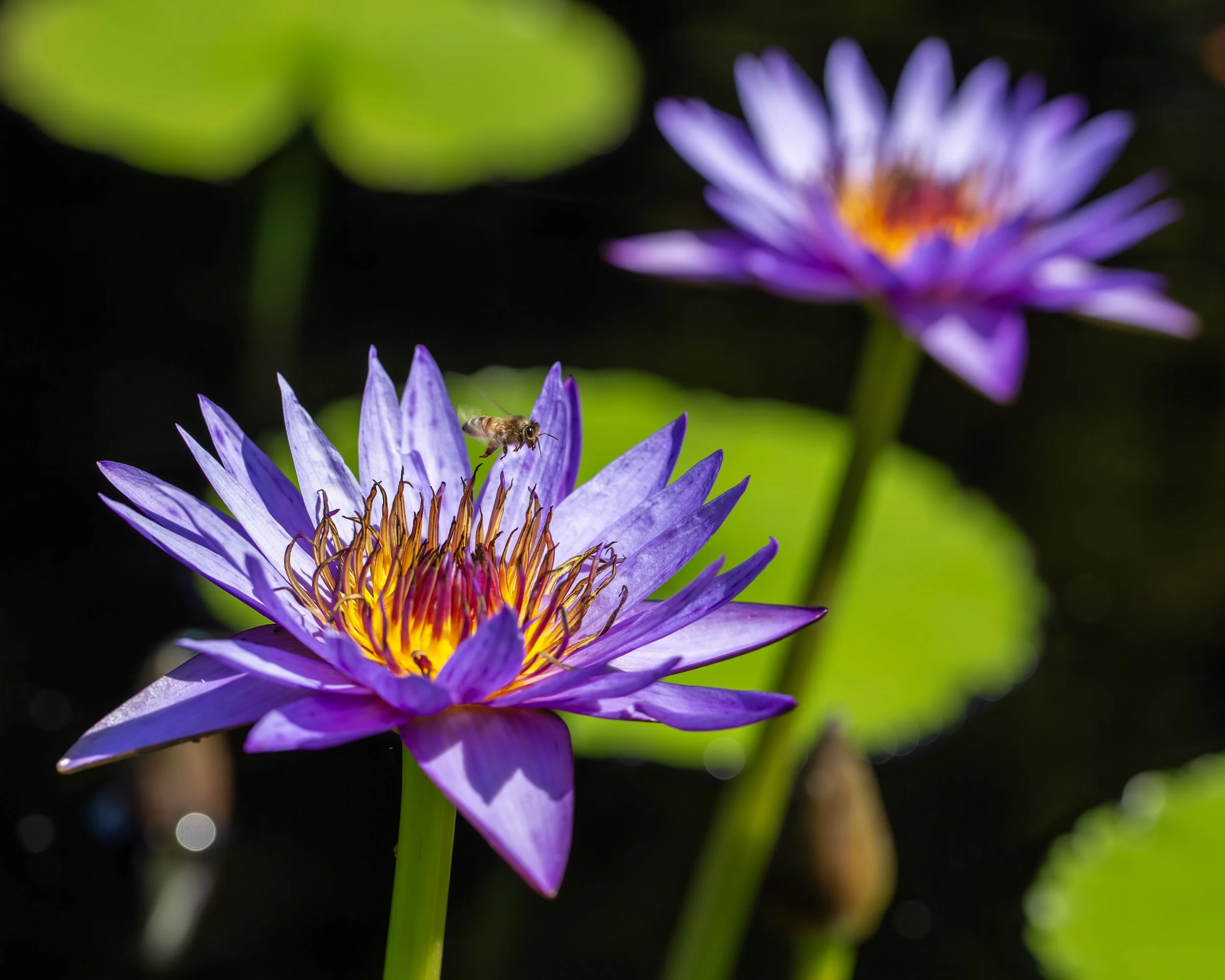 _M6A7775 copy+++.jpg