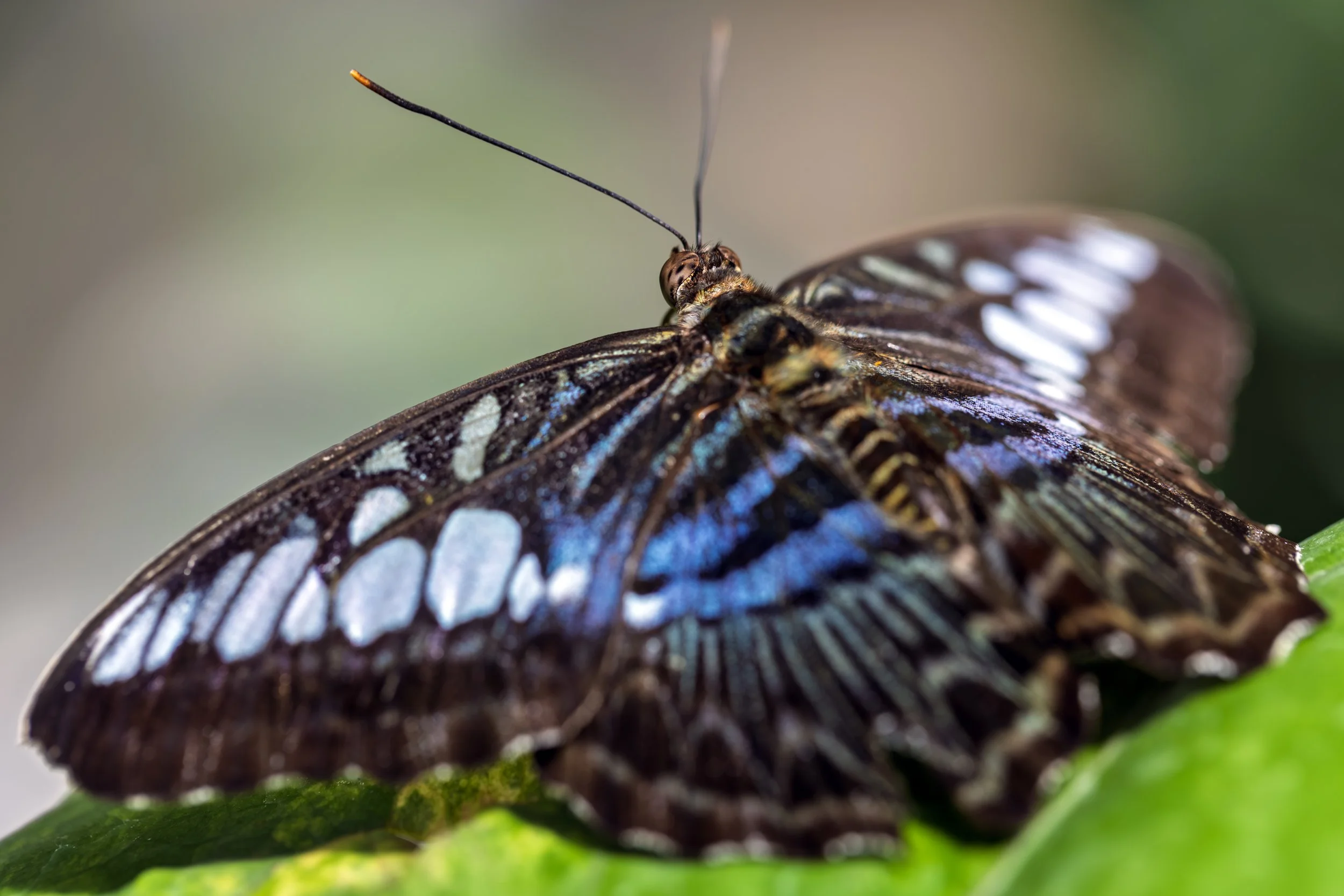 KK5A4084 copy+++.jpg