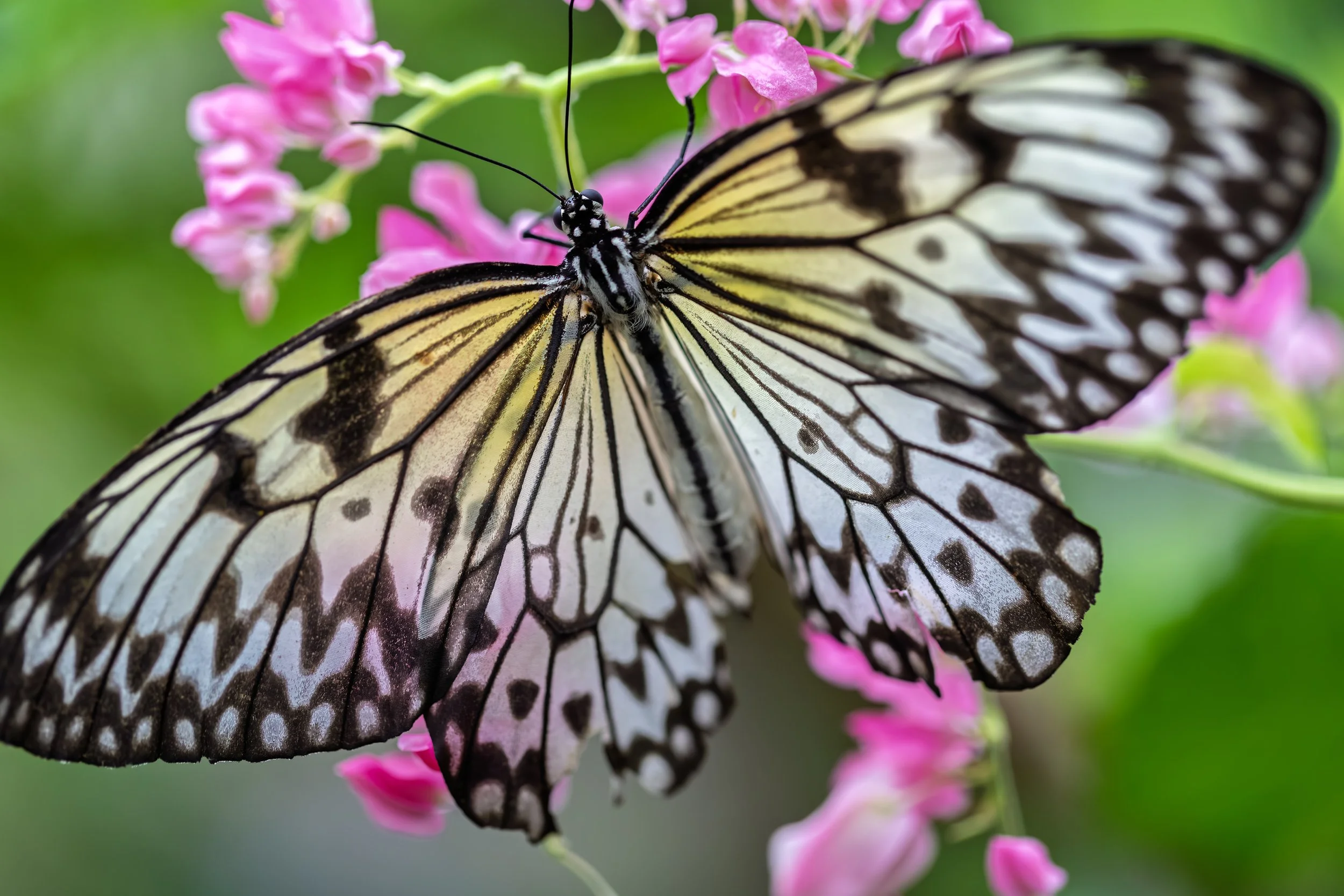 KK5A5912 copy+++.jpg