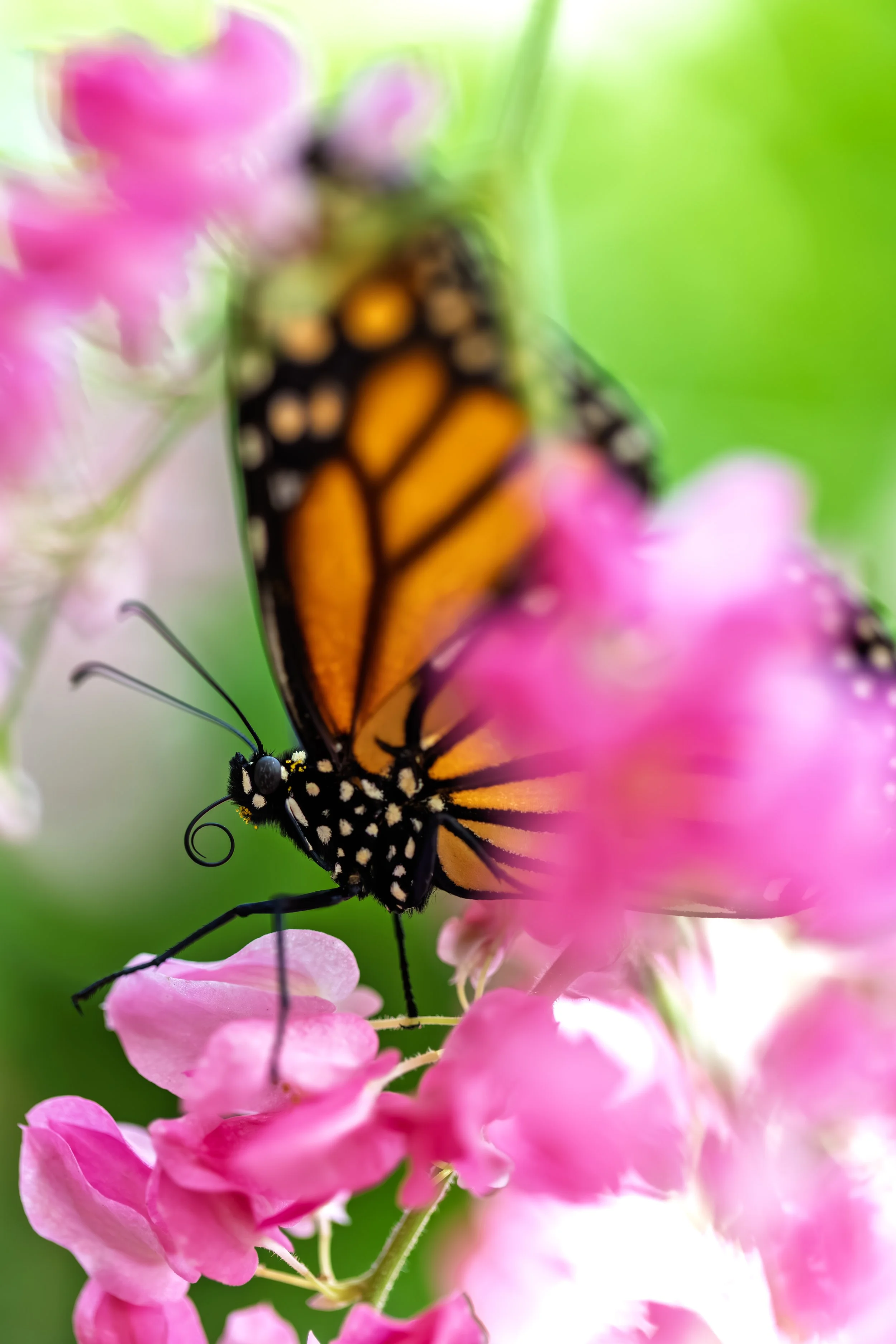 KK5A6315 copy 2++++.jpg