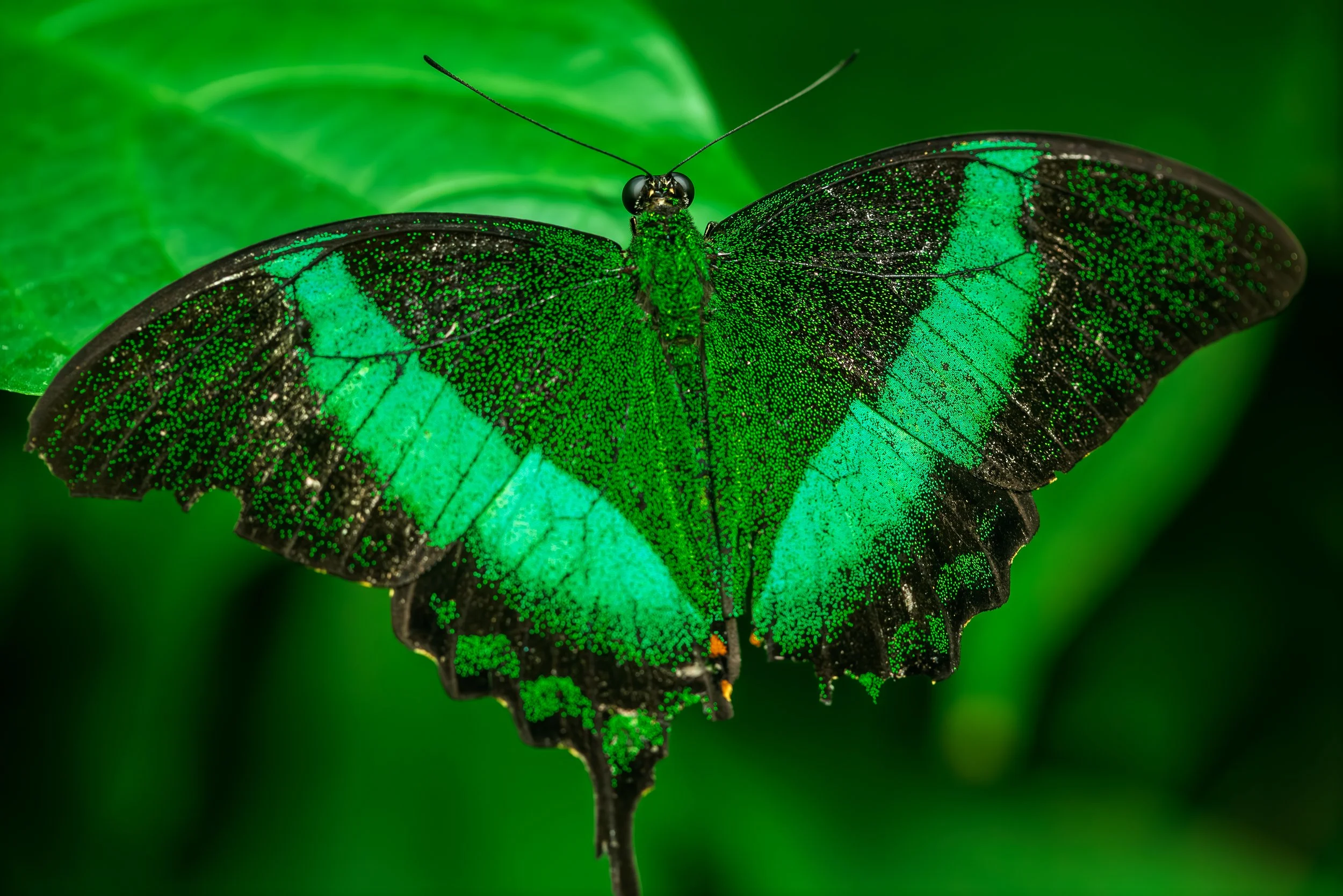 _M6A3029 copy 3++++.jpg