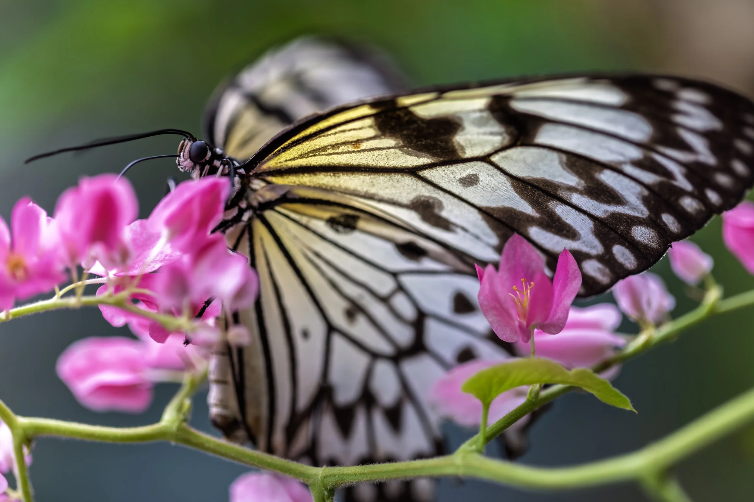 KK5A5704 copy+++.jpg