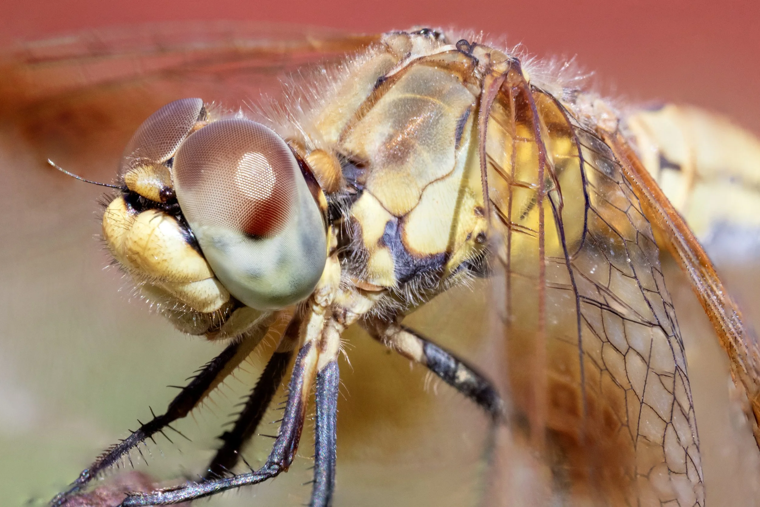 Dragonfly S copy.jpg