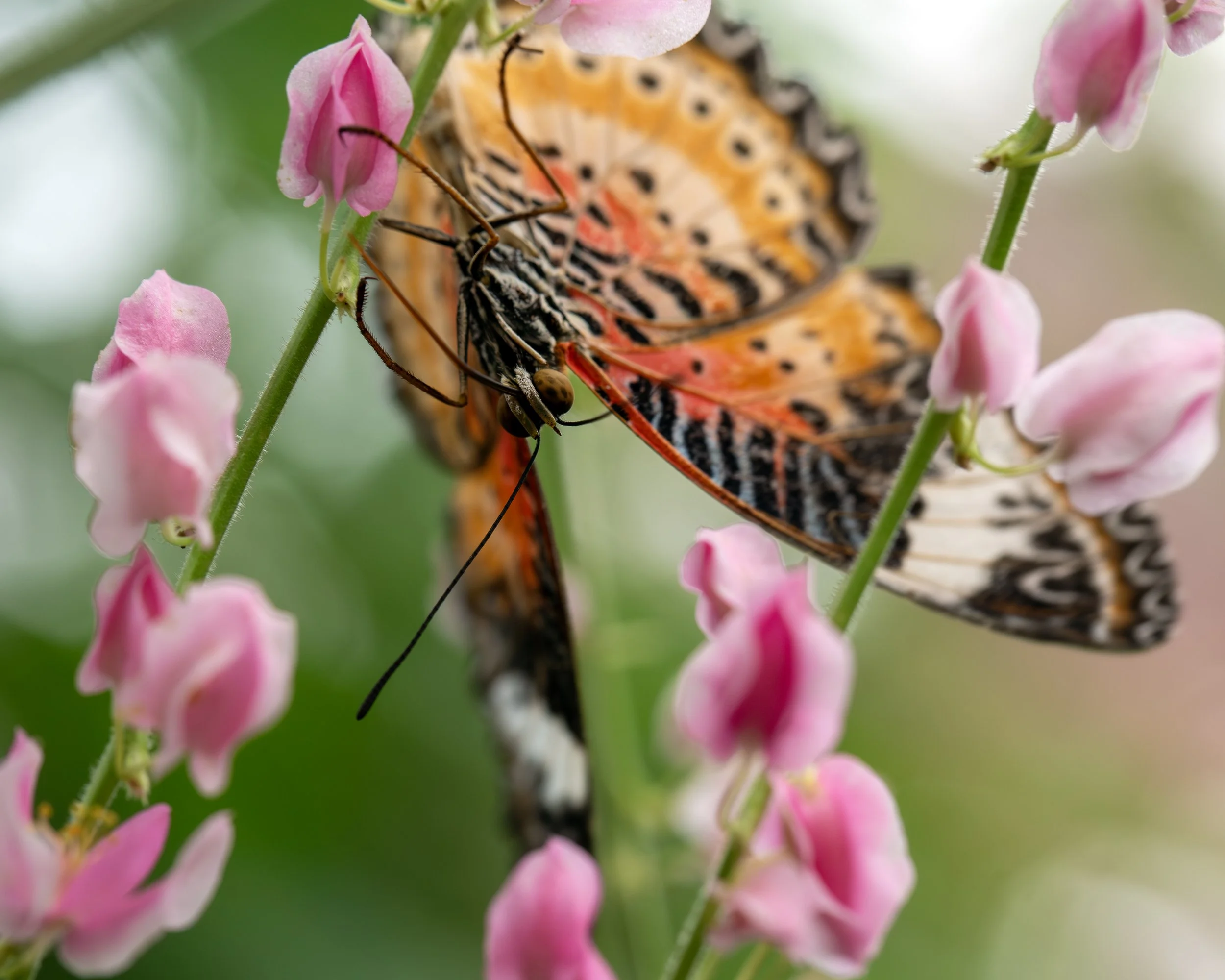 _M6A2556 copy3024.jpg