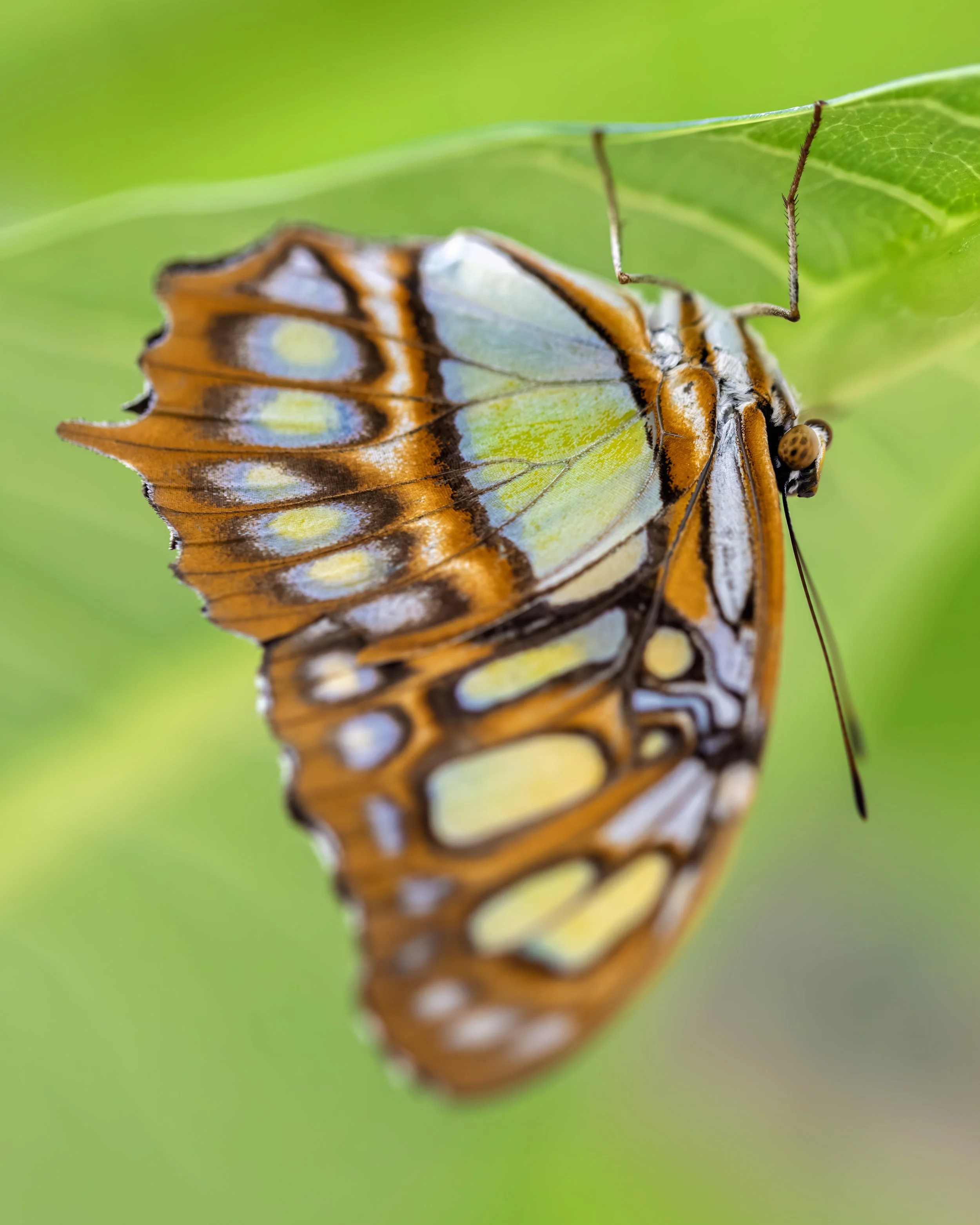 KK5A3870 copy+++.jpg