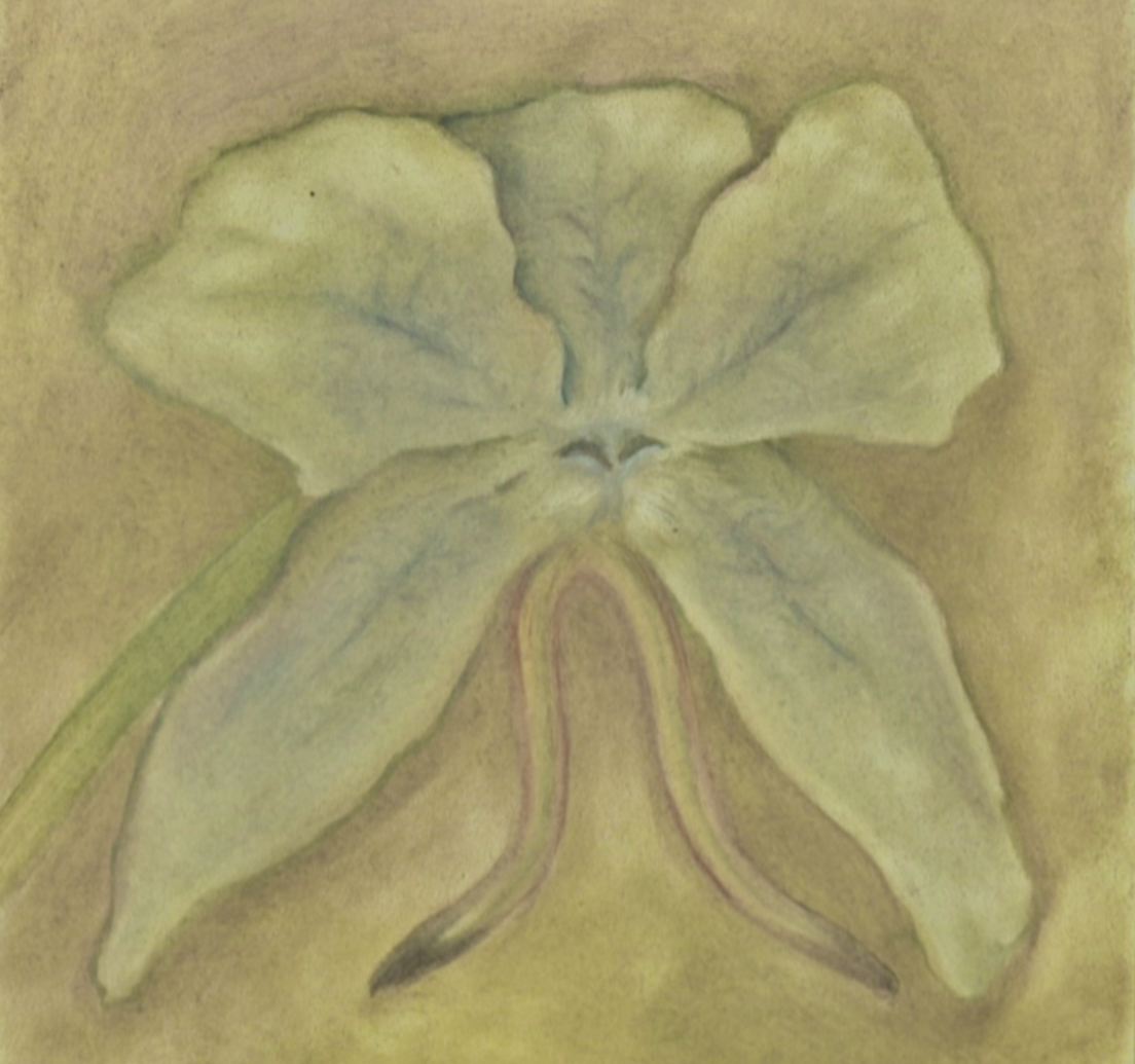 Blue Orchid, 4 x 4 in, oil on panel. Sold